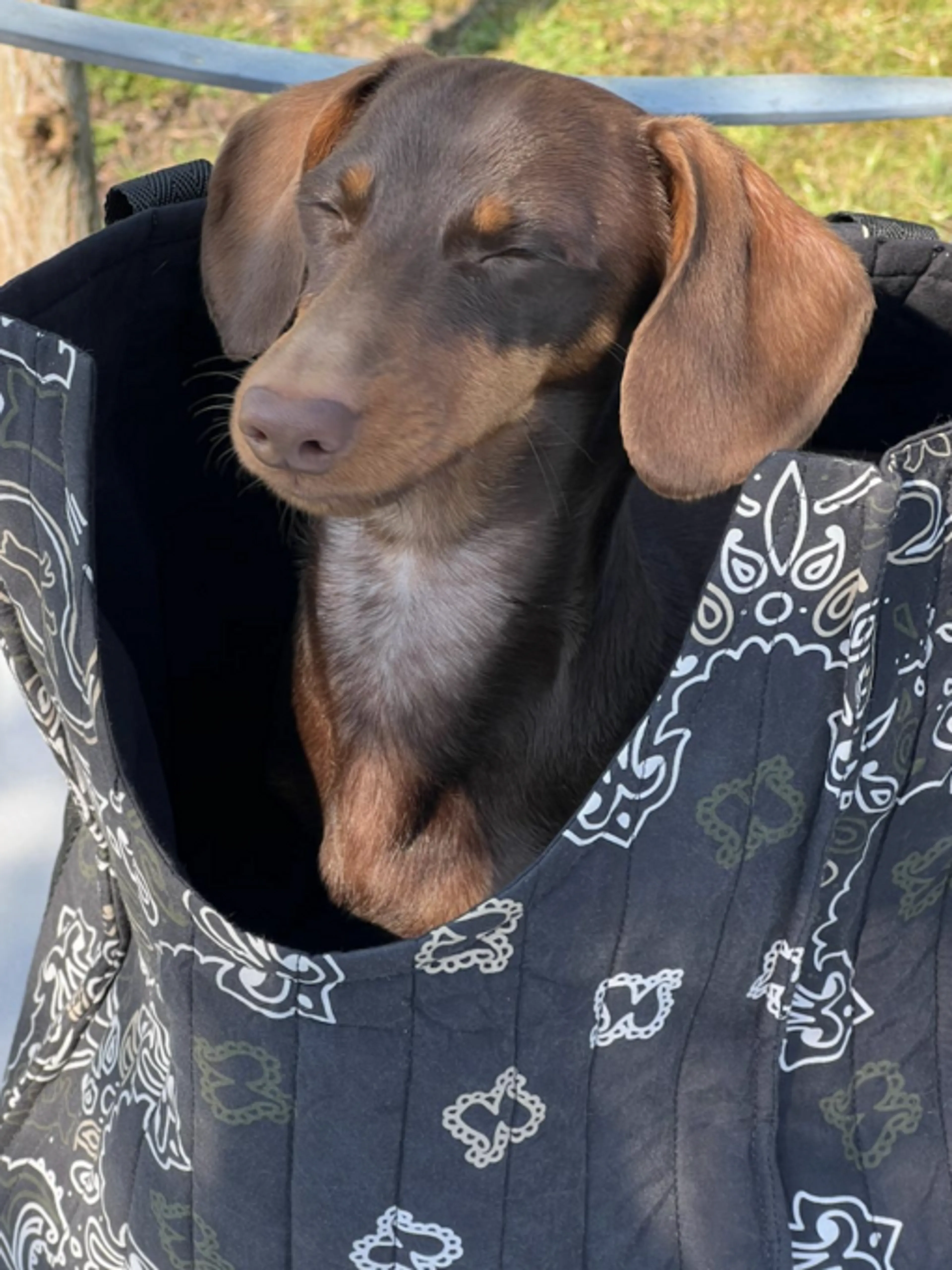 Image de présentation pour l'offre 🐶 Couds le sac parfait pour ton teckel (ou petit chien) par Noëmie