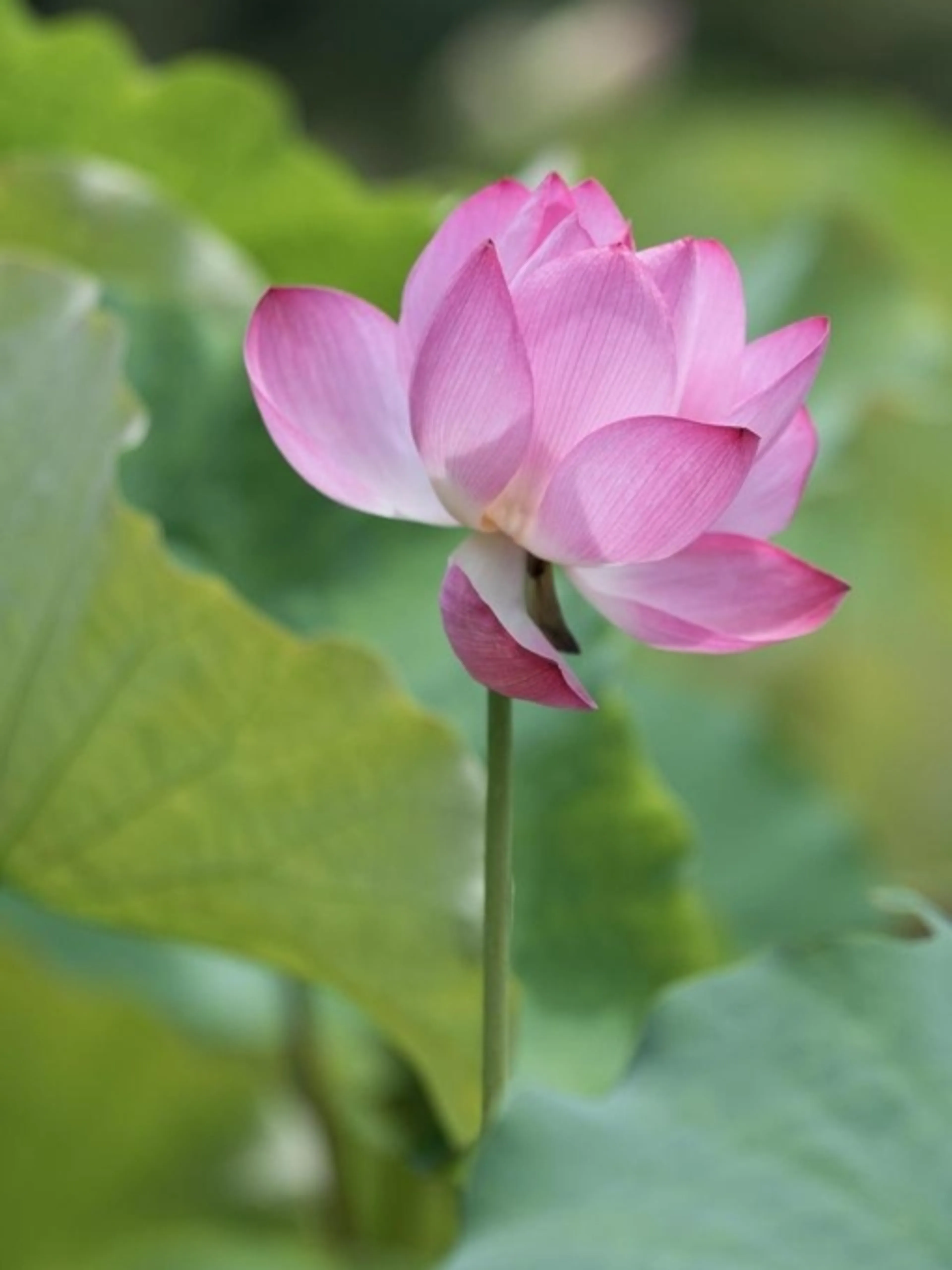 Image de présentation pour l'offre HATHA YOGA, Équilibre Corps-Esprit en Mouvement
Bouge, respire, rayonne… Retrouve équilibre et vitalité avec un yoga flow dynamique qui allie force par Nina Yoga Tarot