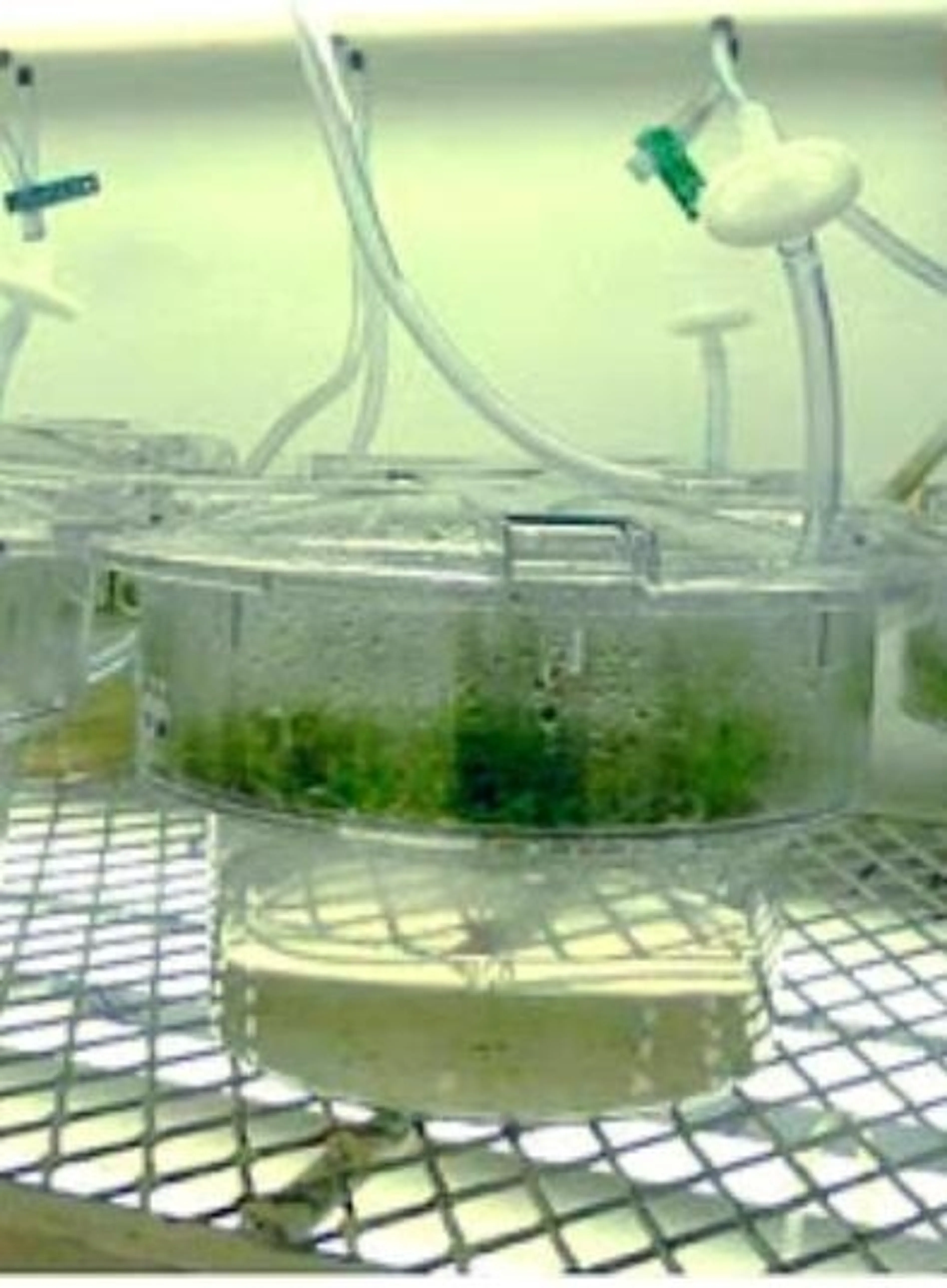 Image de présentation pour l'offre Cours personnalisés sur la culture in vitro, productions de plante de votre choix a grandes échelle. Biotechnologie  par Gregory