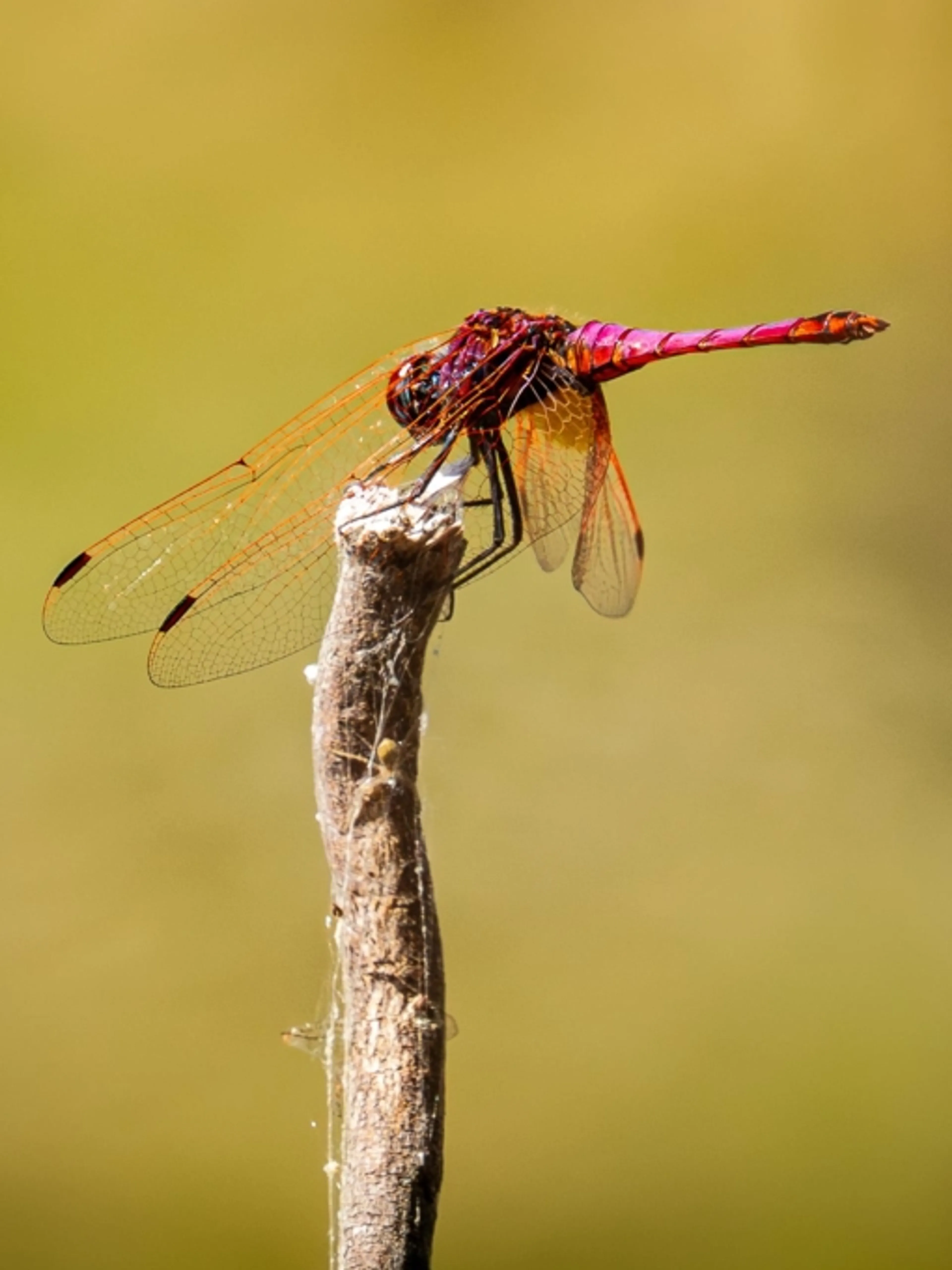 Image de présentation pour l'offre Maîtriser la Photographie de Faune Sauvage : Techniques, Réglages & Éthique par JP