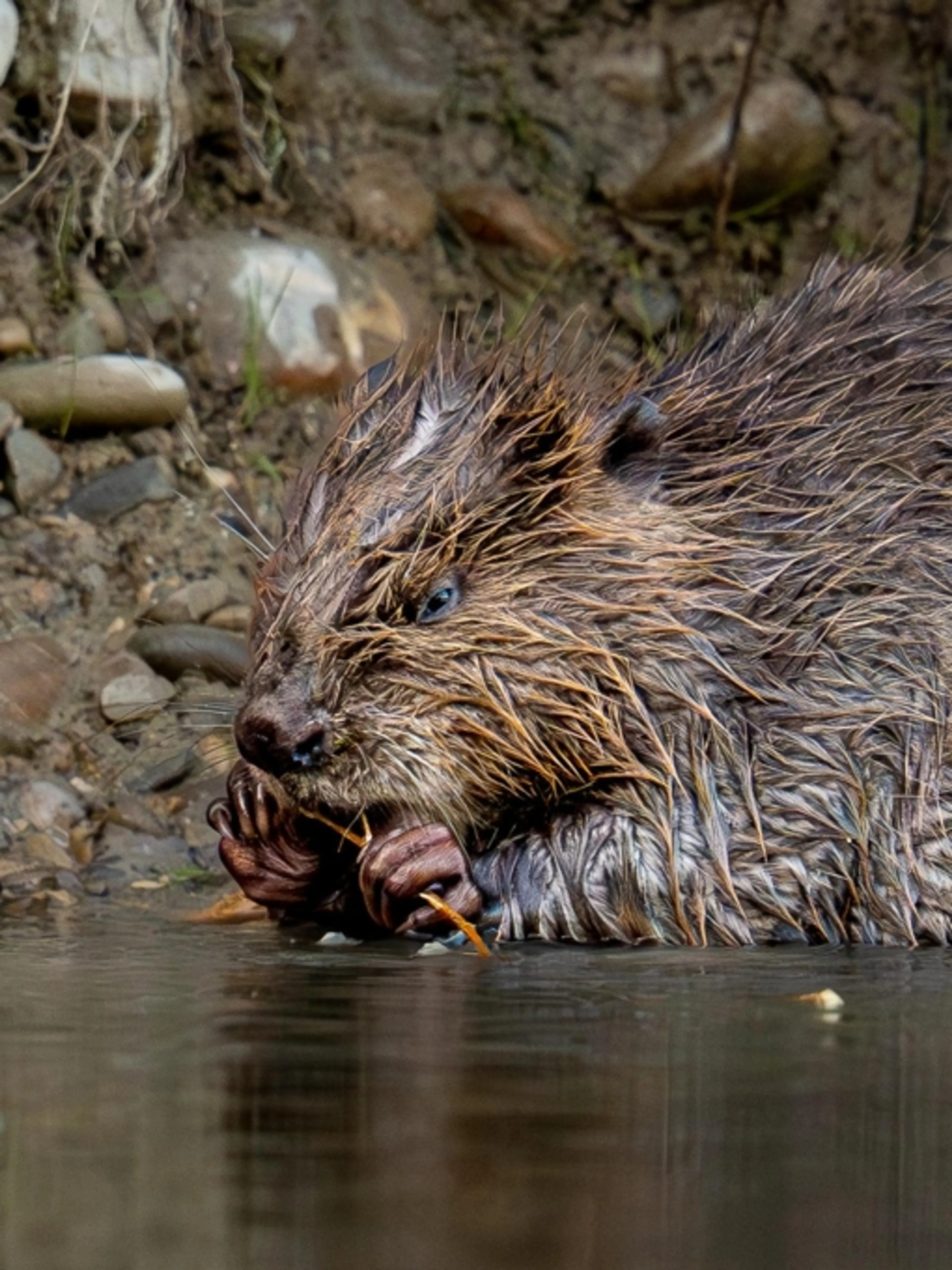 Maîtriser la Photographie de Faune Sauvage : Techniques, Réglages & Éthique
