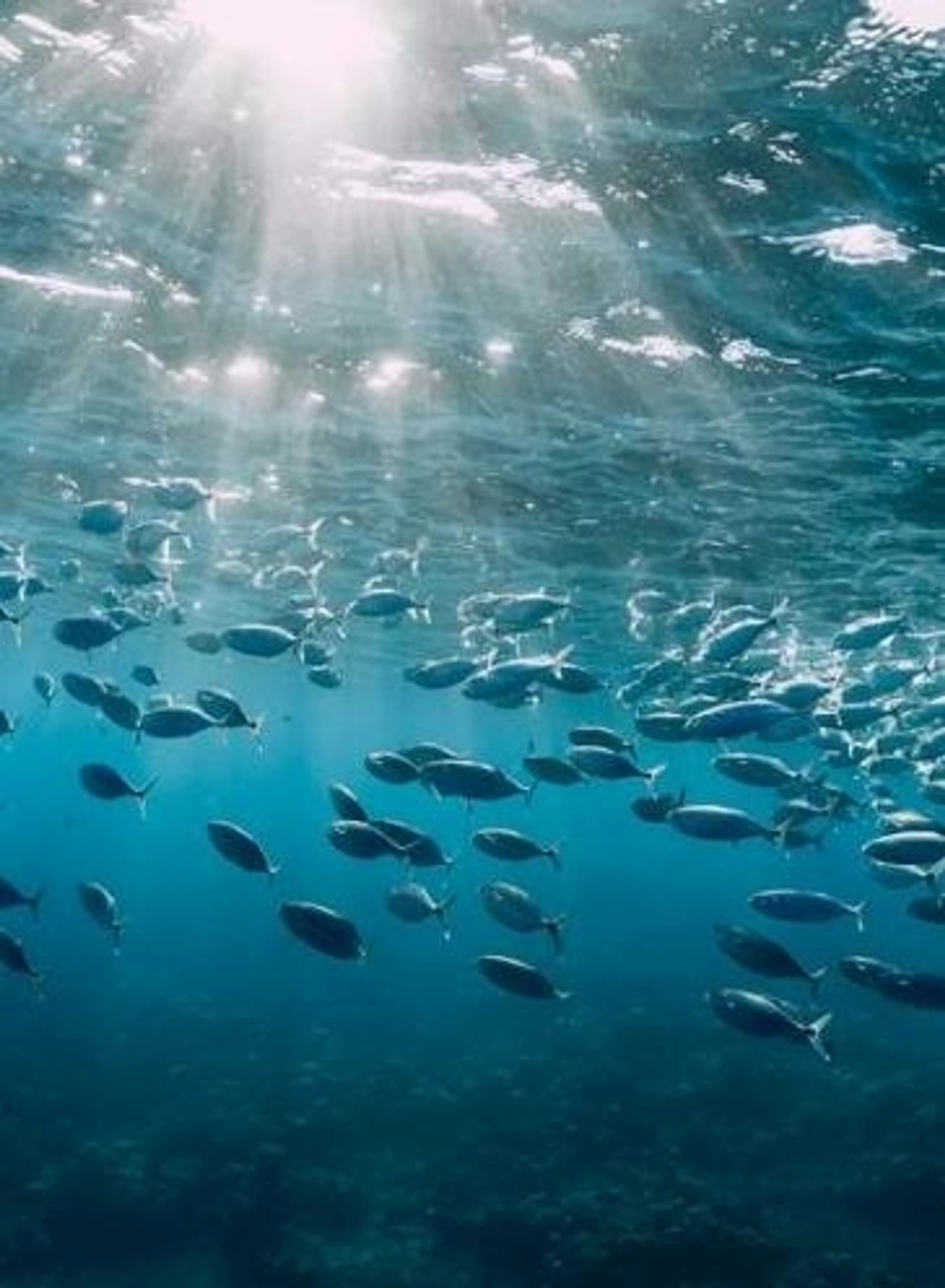 Explorez les profondeurs : Géographie captivante des mers et océans !