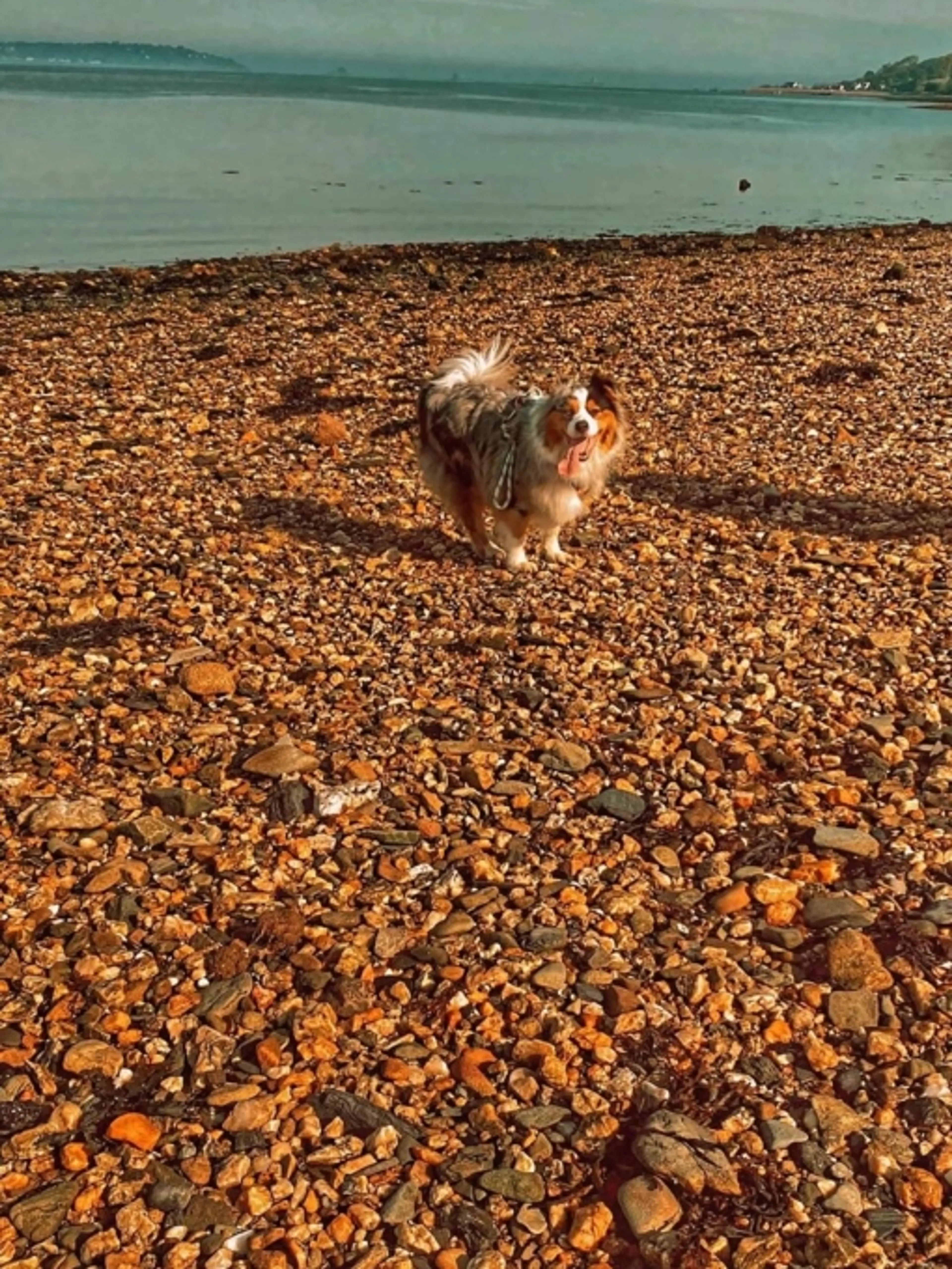 Les bases de l’éducation canine.