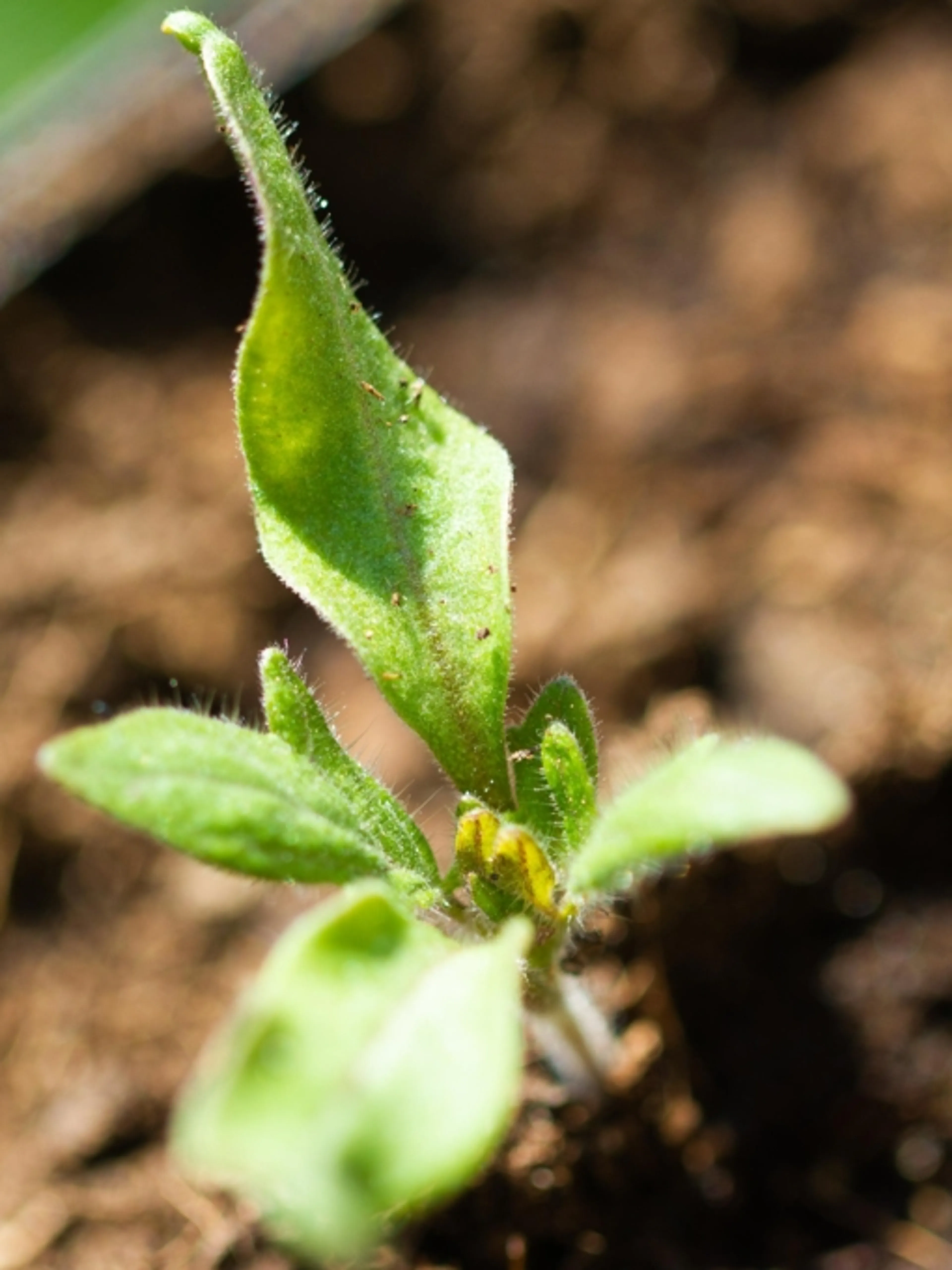 Cultivez l'art du potager naturel avec notre programme de coaching personnalisé !