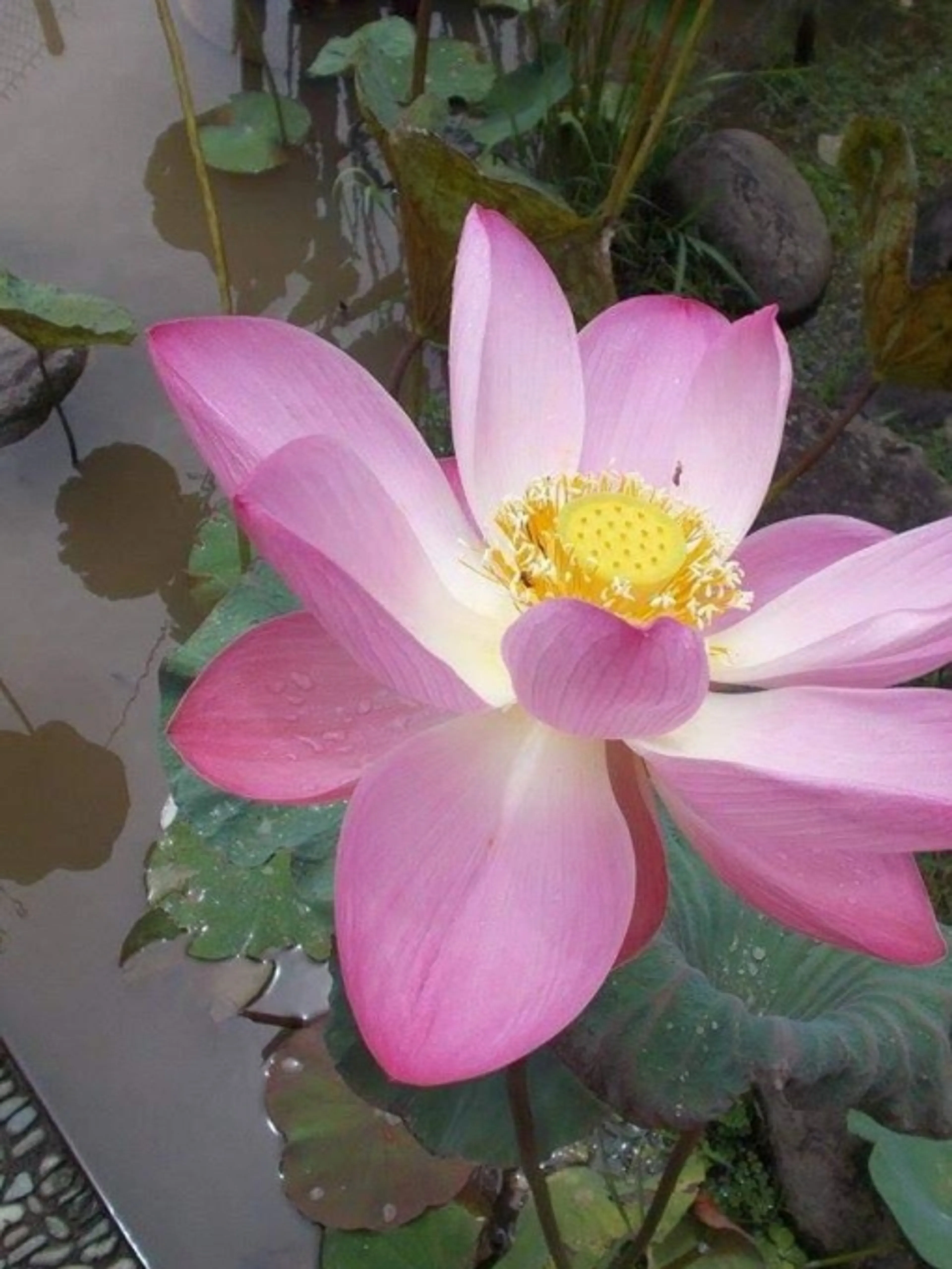 Image de présentation pour l'offre Sophrologie évasion - Zen et tranquille ! Lâcher prise, évasion et sommeil apaisé : cap sur Bali pour une bulle de douceur par Victoria