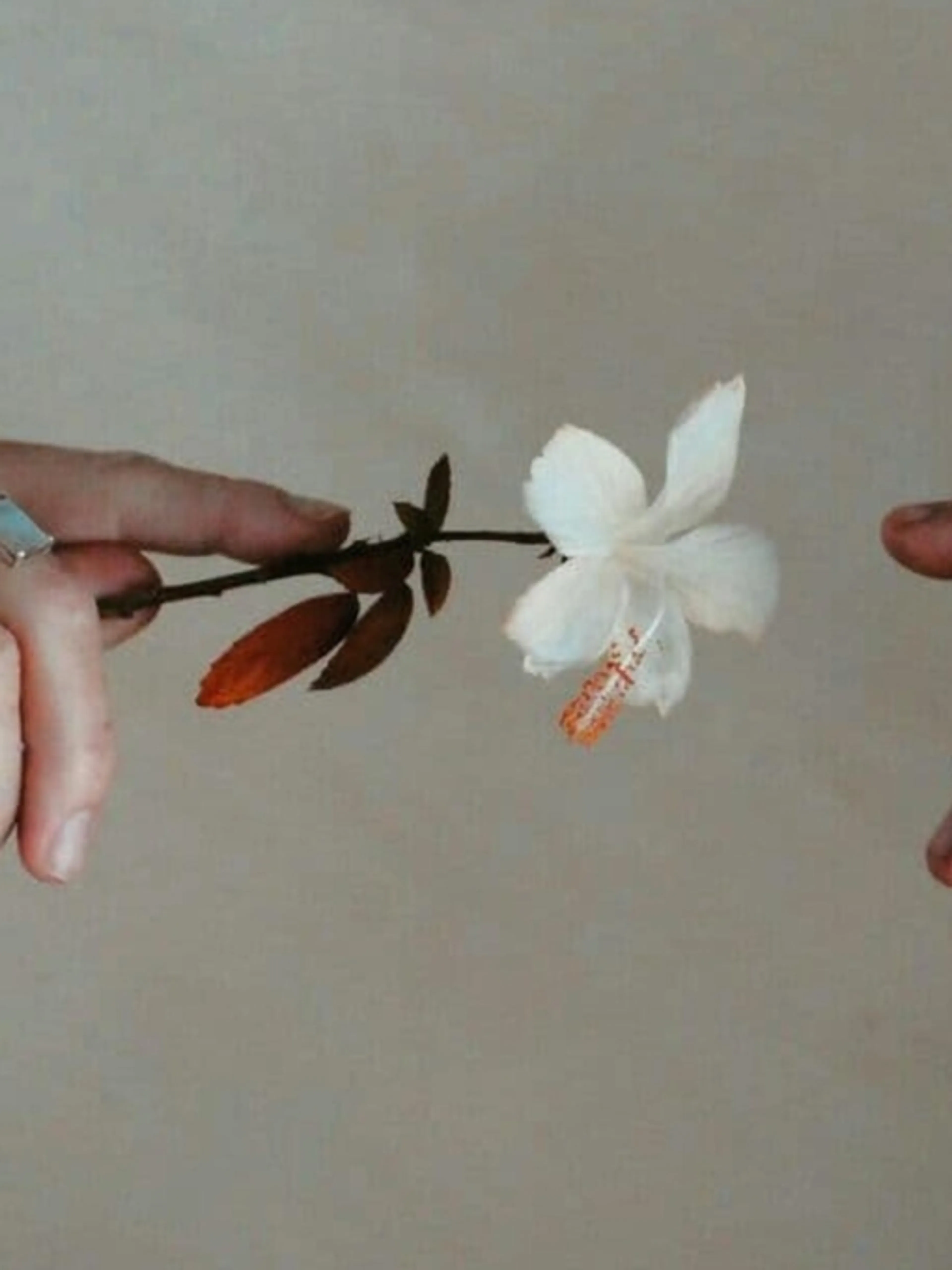 Image de présentation pour l'offre Révélez votre vitalité: 1ère consultation naturopathique - Bilan de vitalité personnalisé et solutions naturelles ! par Ophélie