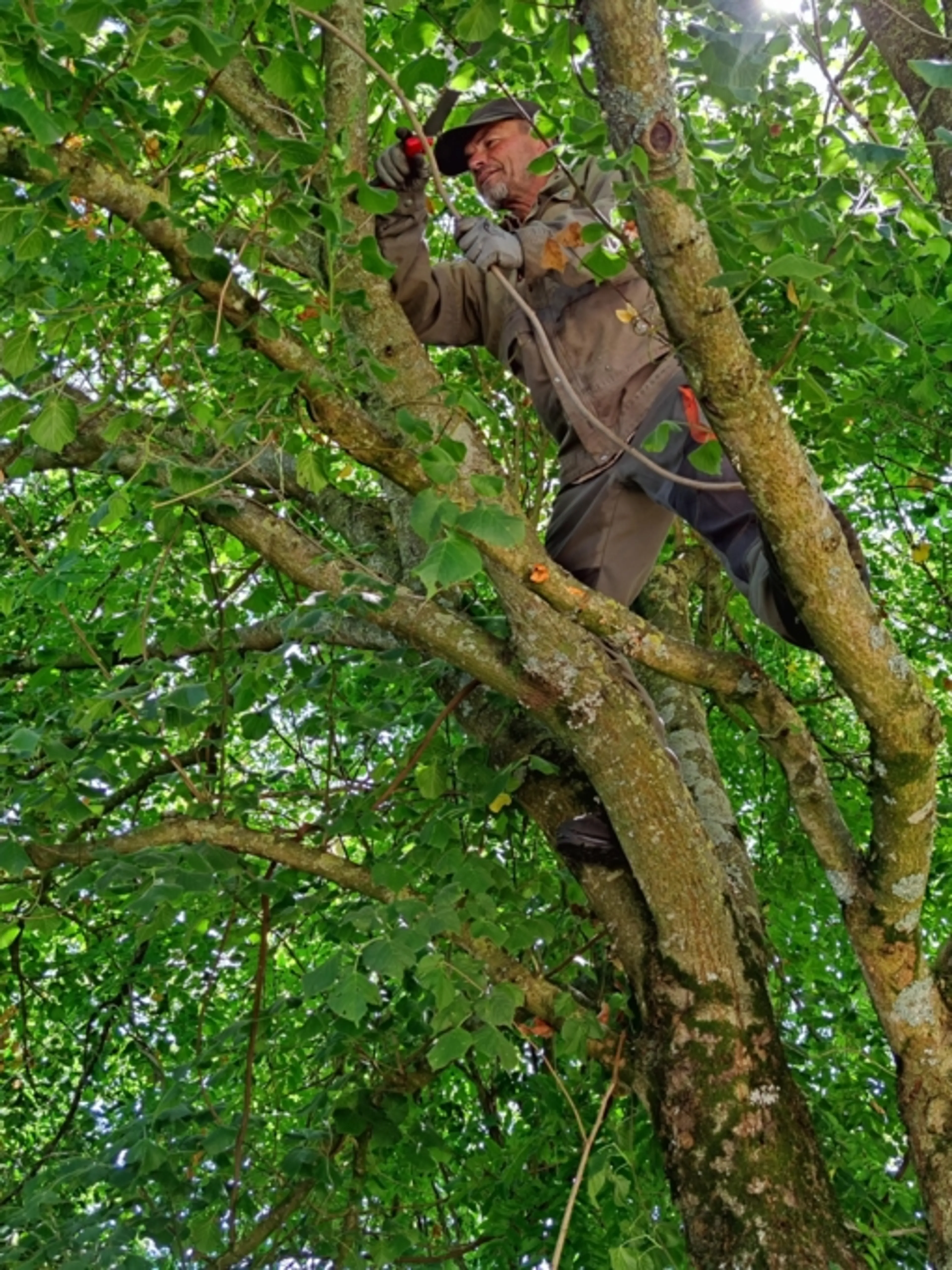 Coaching sur la préservation de la biodiversité dans les jardins-potagers-vergers-forêts..