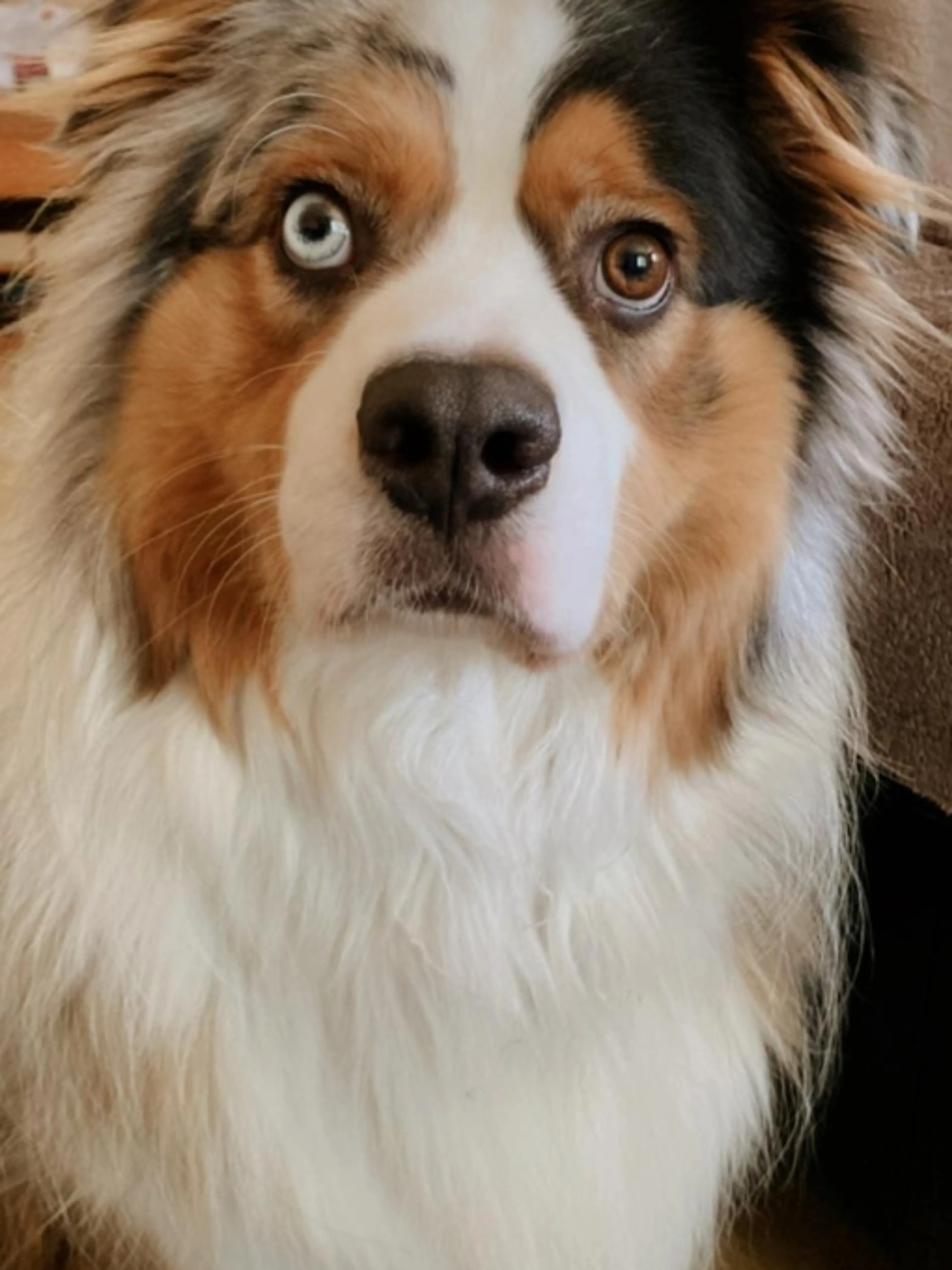Image de présentation pour l'offre Bonjour à tous.tes 

Je suis éducatrice canine, ayant passé l’ACACED Chiens il y a sept ans maintenant.
Avec une actualisation de ma capacité par Océane