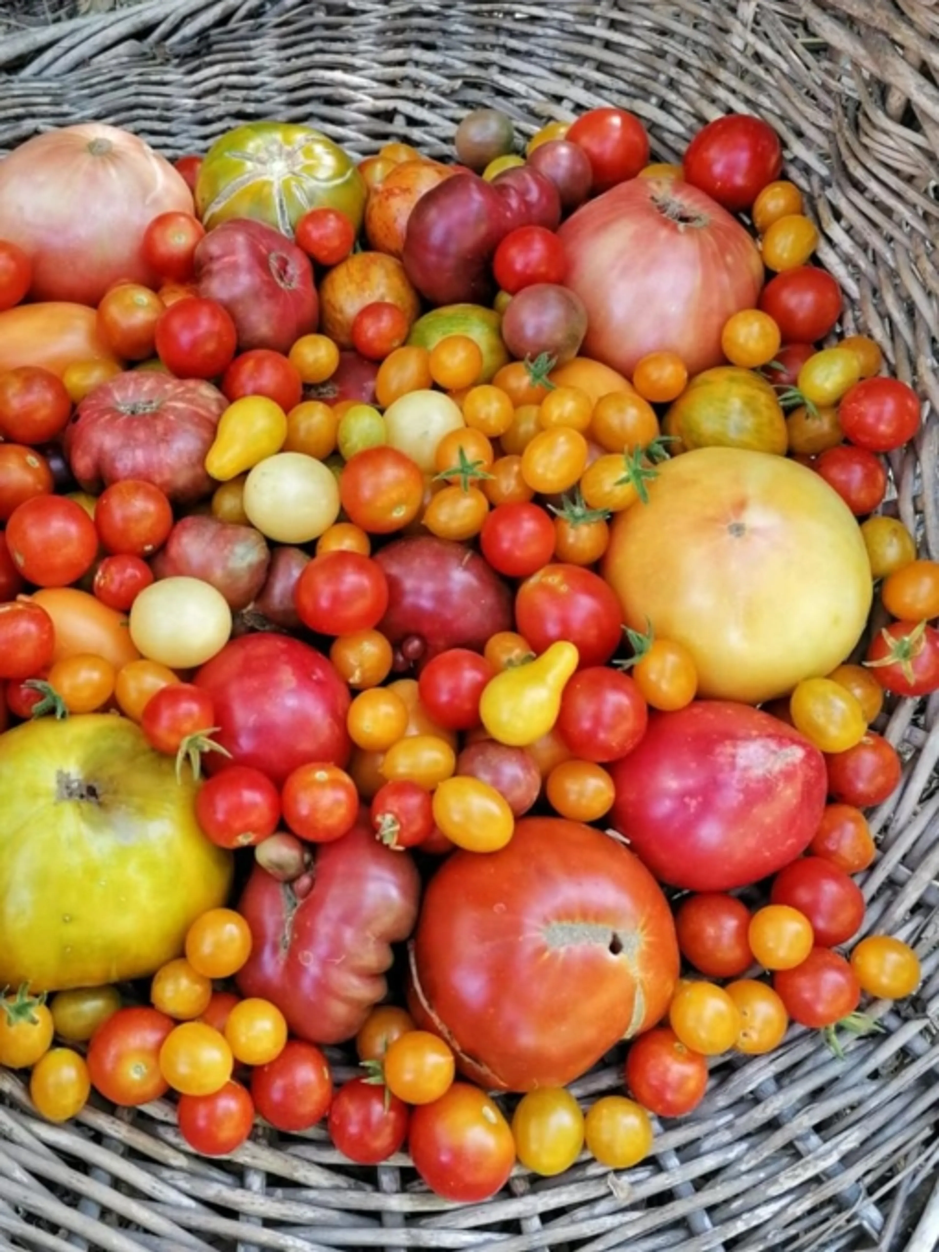 Abondance du potager d'été