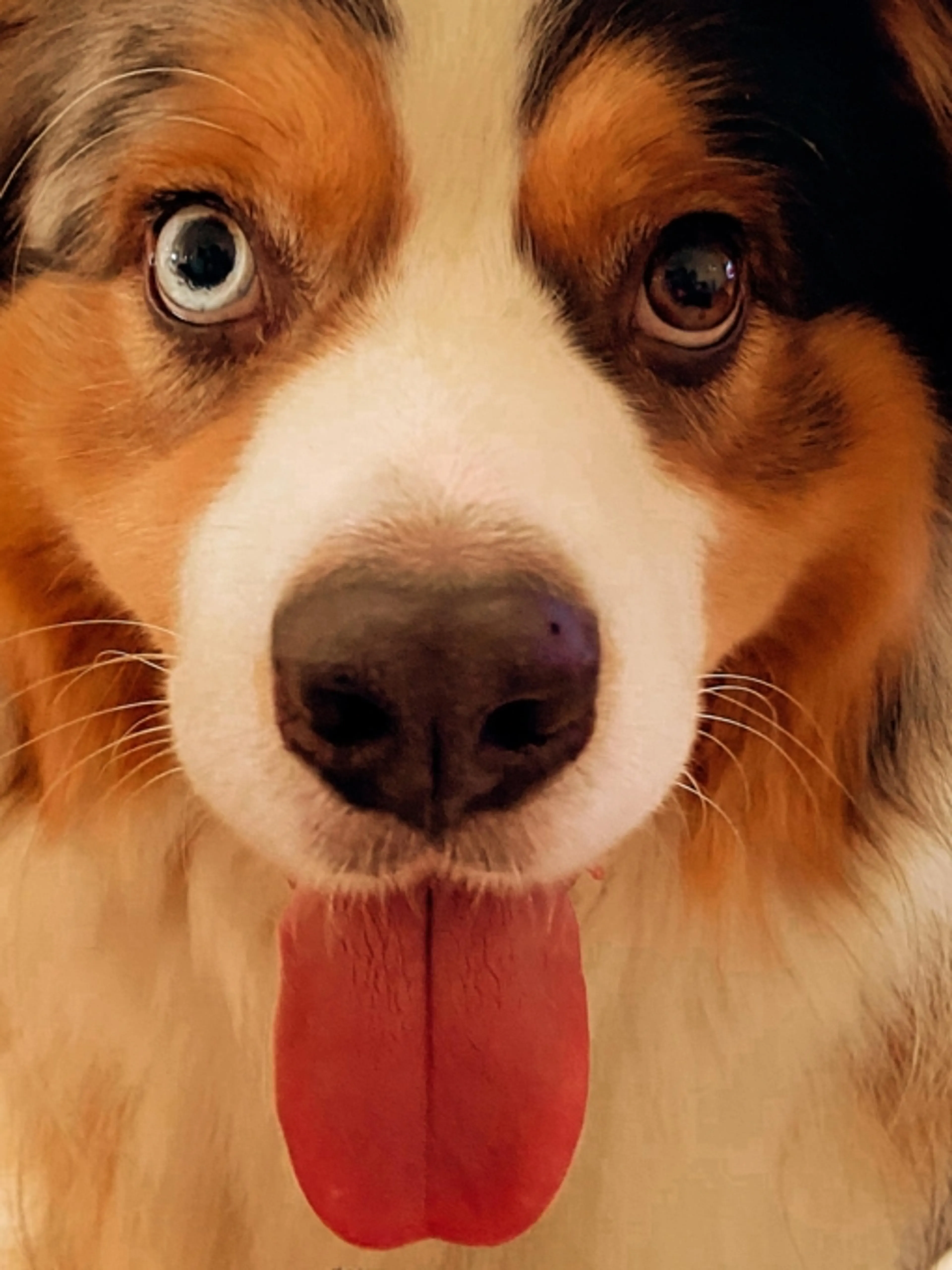 Bonjour à tous.tes 

Je suis éducatrice canine, ayant passé l’ACACED Chiens il y a sept ans maintenant.
Avec une actualisation de ma capacité