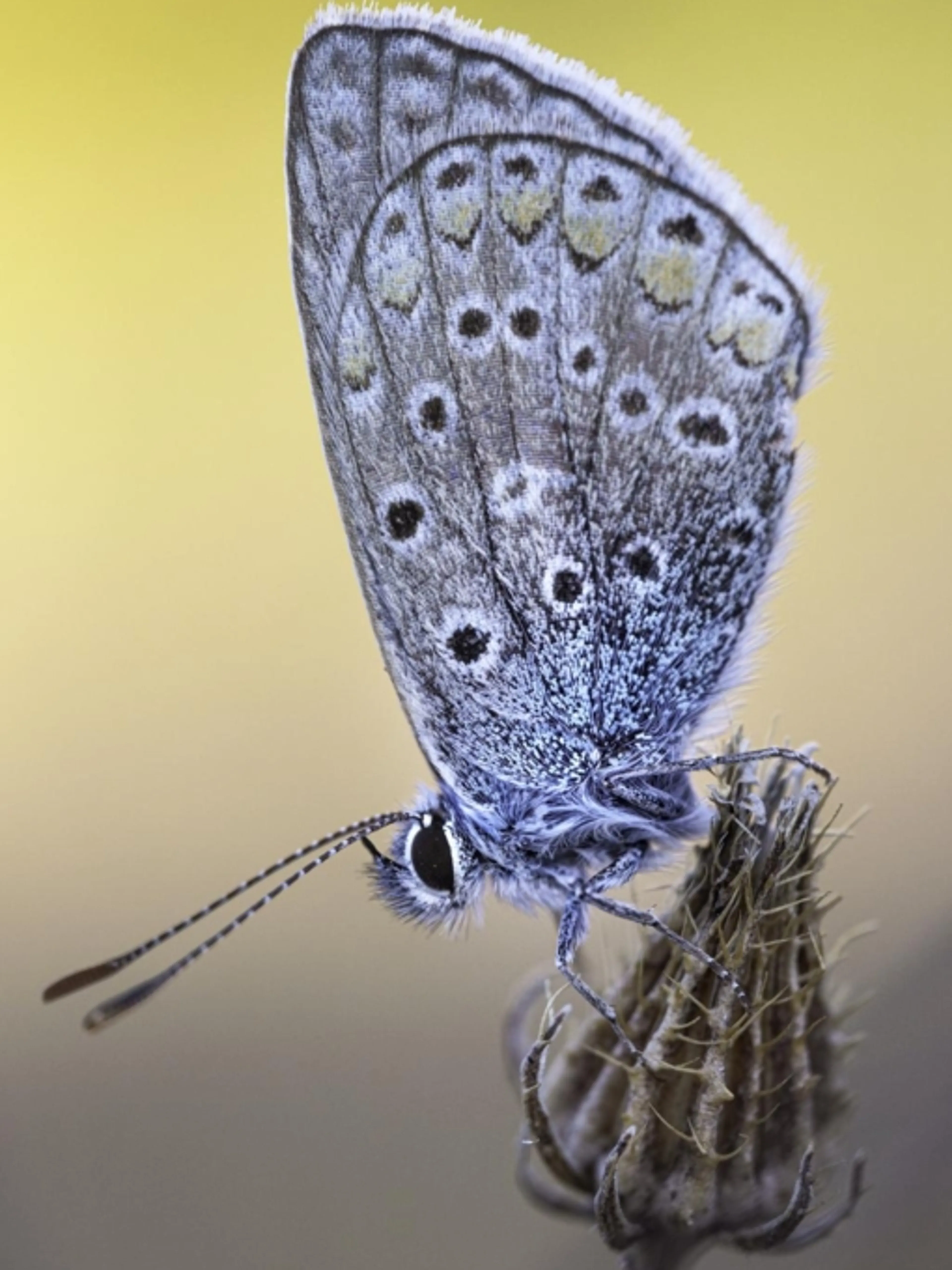 Explorez la nature à travers votre objectif : Cours particuliers de photographie naturaliste !