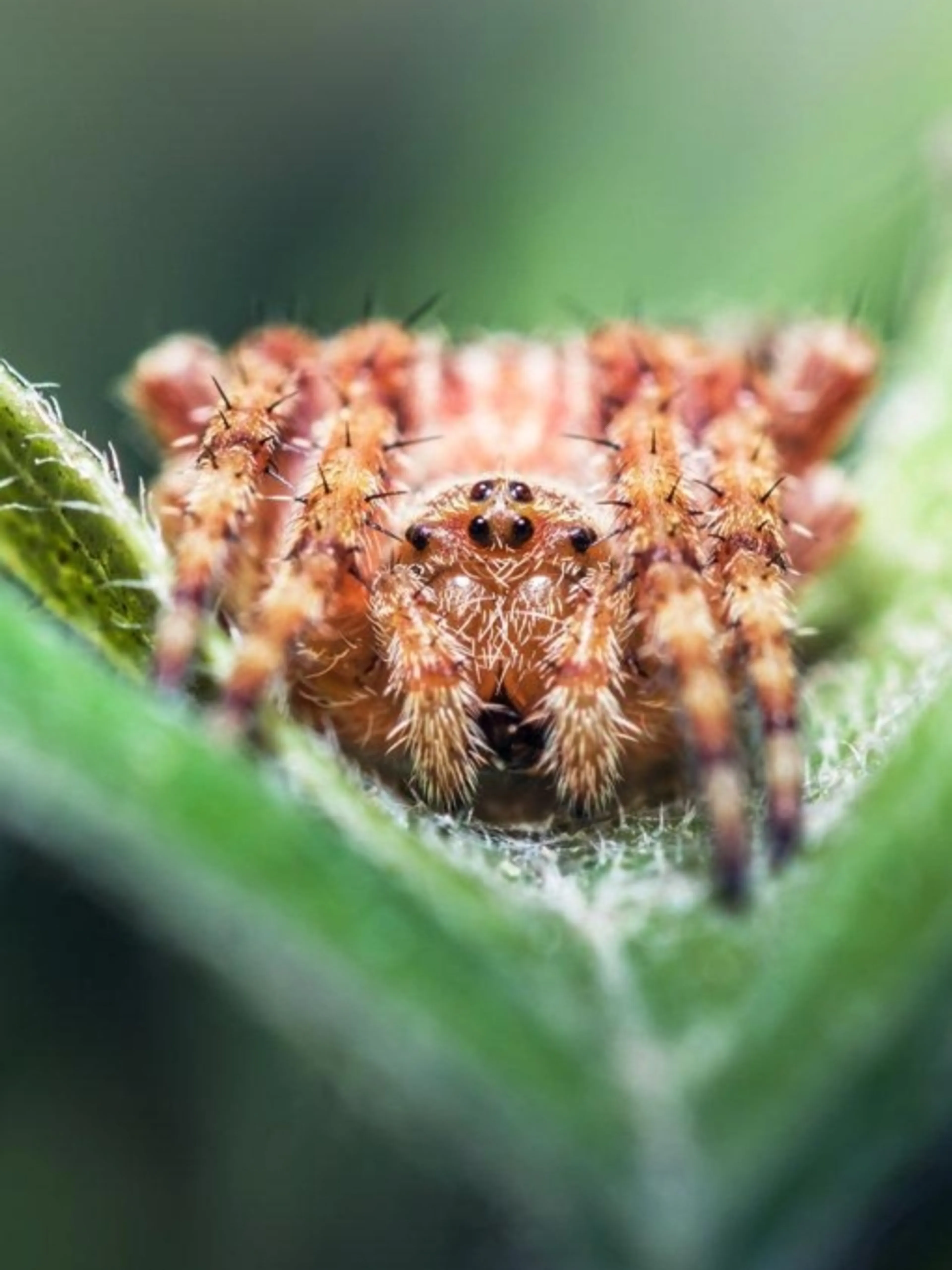 Image de présentation pour l'offre Abondance du potager d'été par Permacultureaujardin