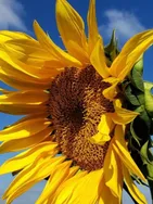 José presents their services on the Wooskill platform.