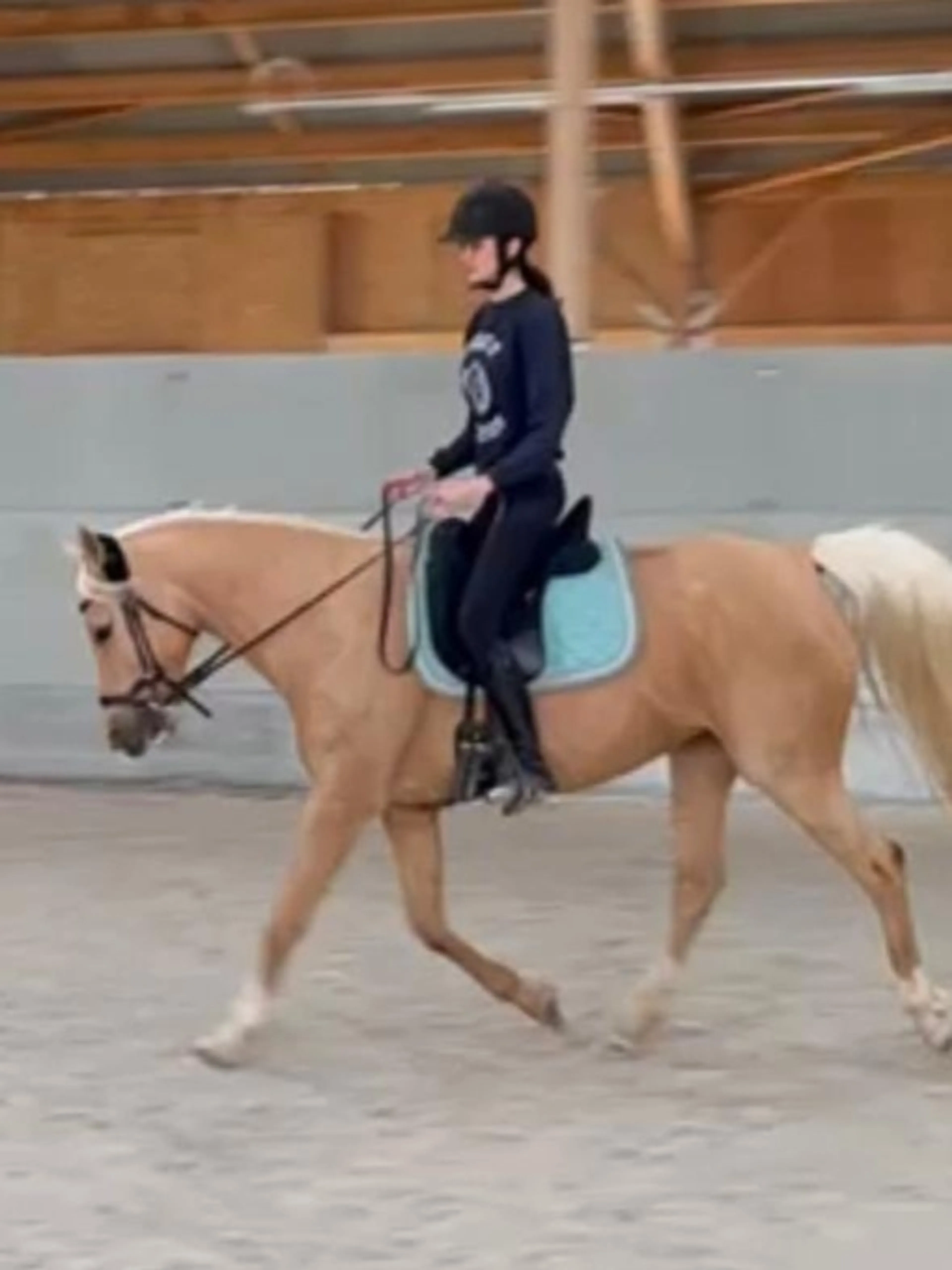 Maîtrisez l'art de prendre soin de votre cheval de sport: Guide expert en 30 minutes !