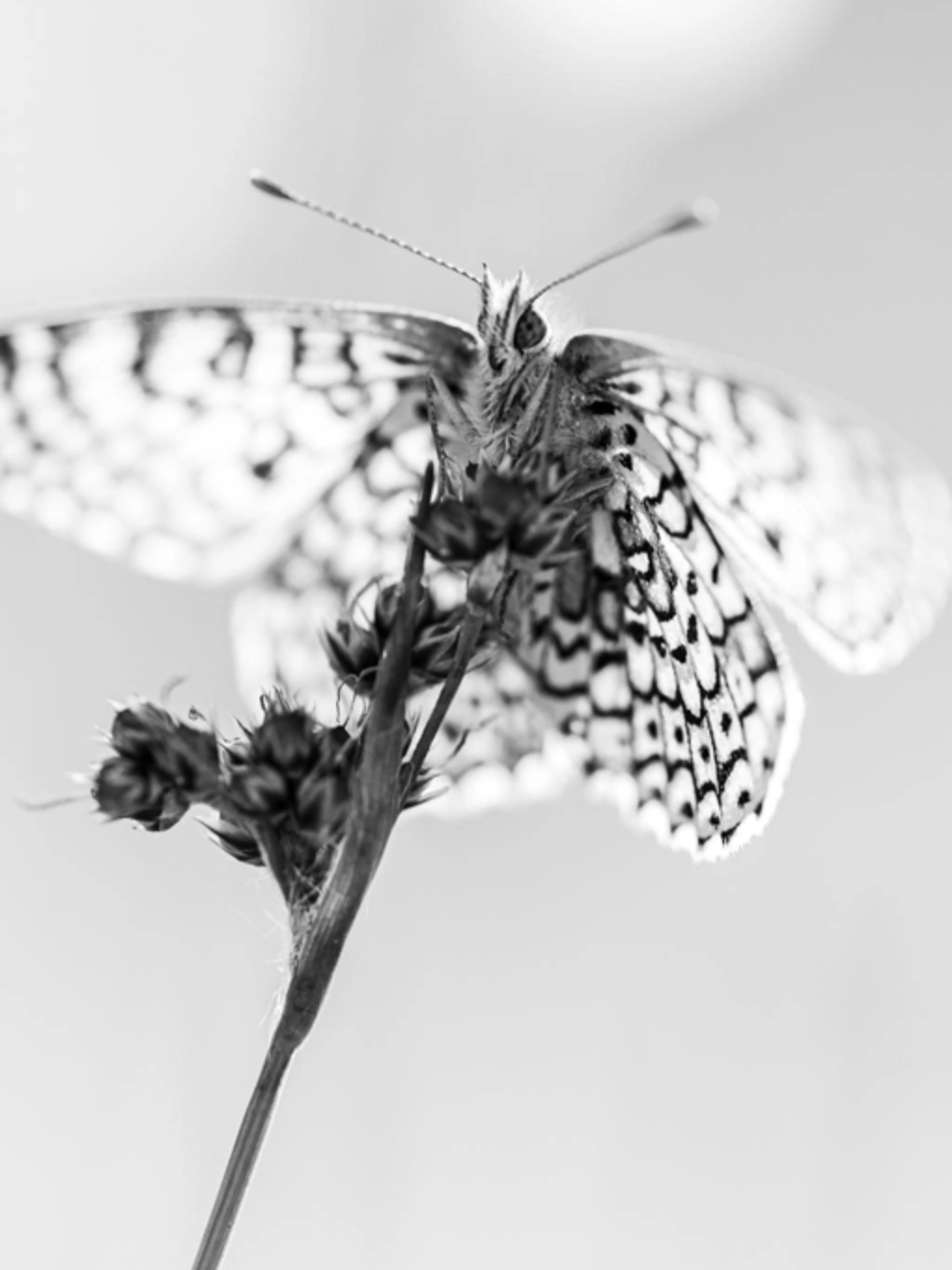 Image de présentation pour l'offre Cours collectif sur la photographie naturaliste
Cours collectif afin de mieux appréhender et comprendre les notions photographiques dans le domaine par JEROME