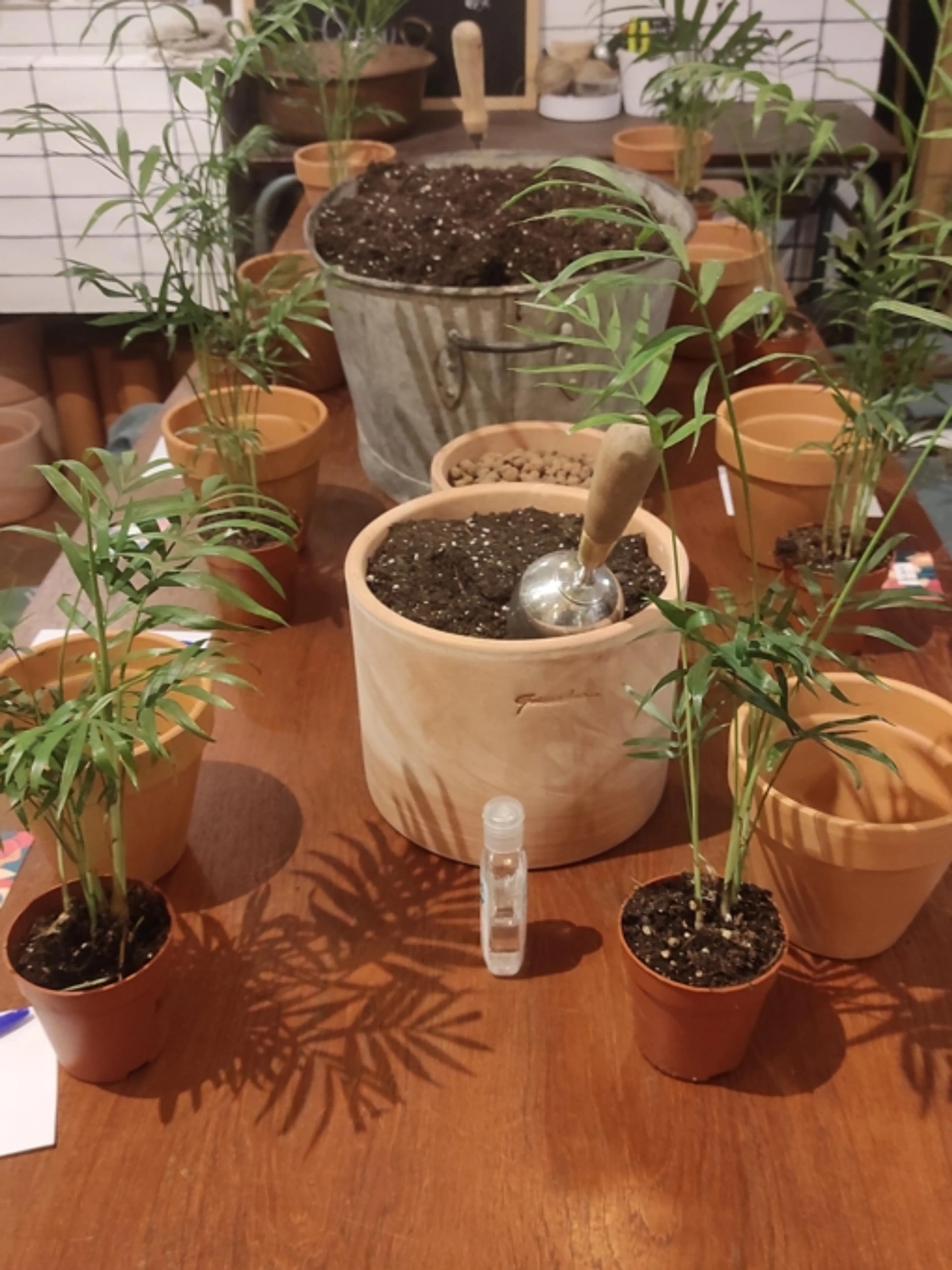 Image de présentation pour l'offre Sauvez vos plantes d'intérieur : Consultation expertise pour une verdure épanouie ! par Baptiste