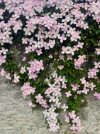 Céline vous présente ses services sur la plateforme Wooskill.