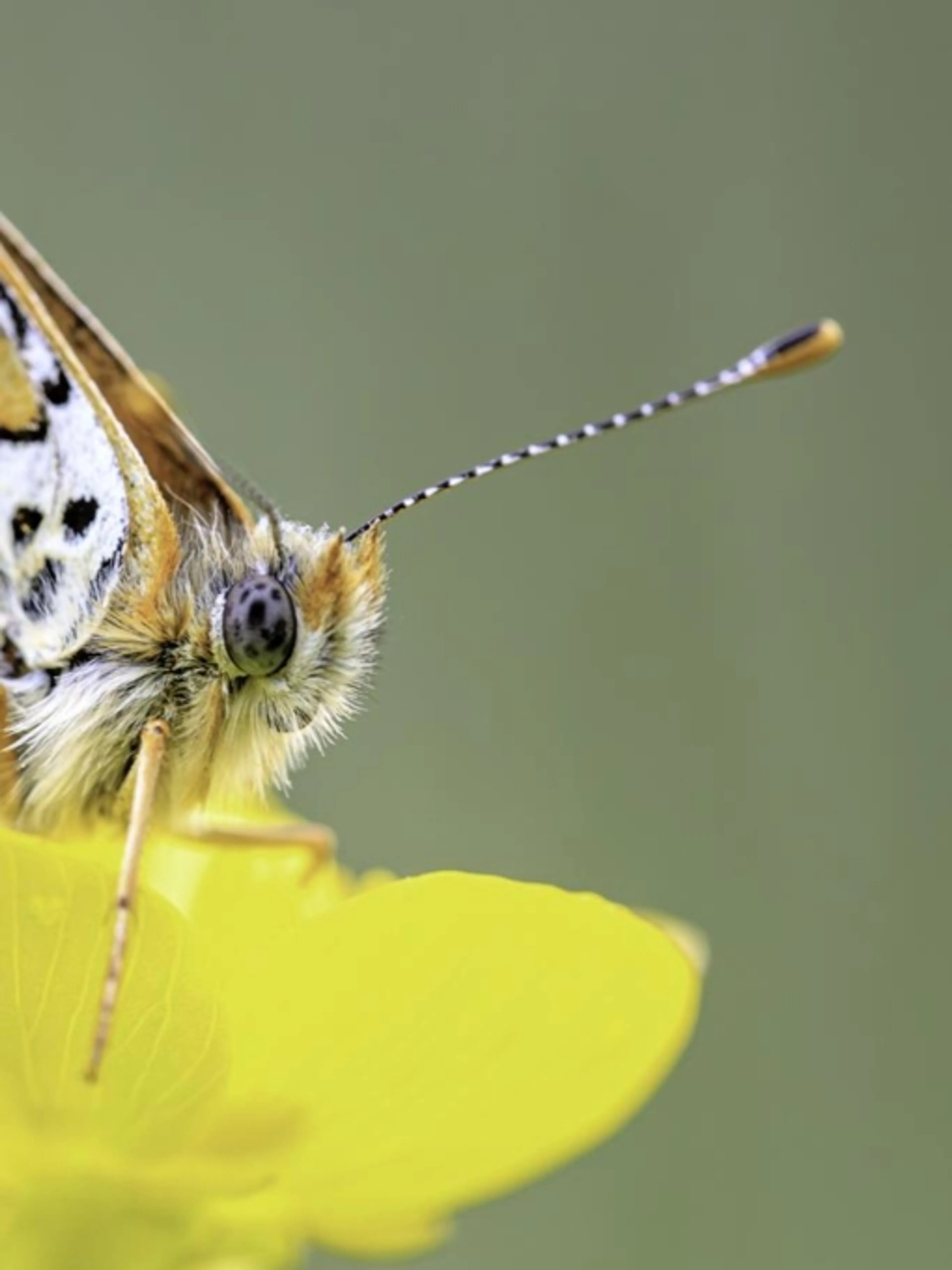 Image de présentation pour l'offre Explorez la nature à travers votre objectif : Cours particuliers de photographie naturaliste ! par JEROME
