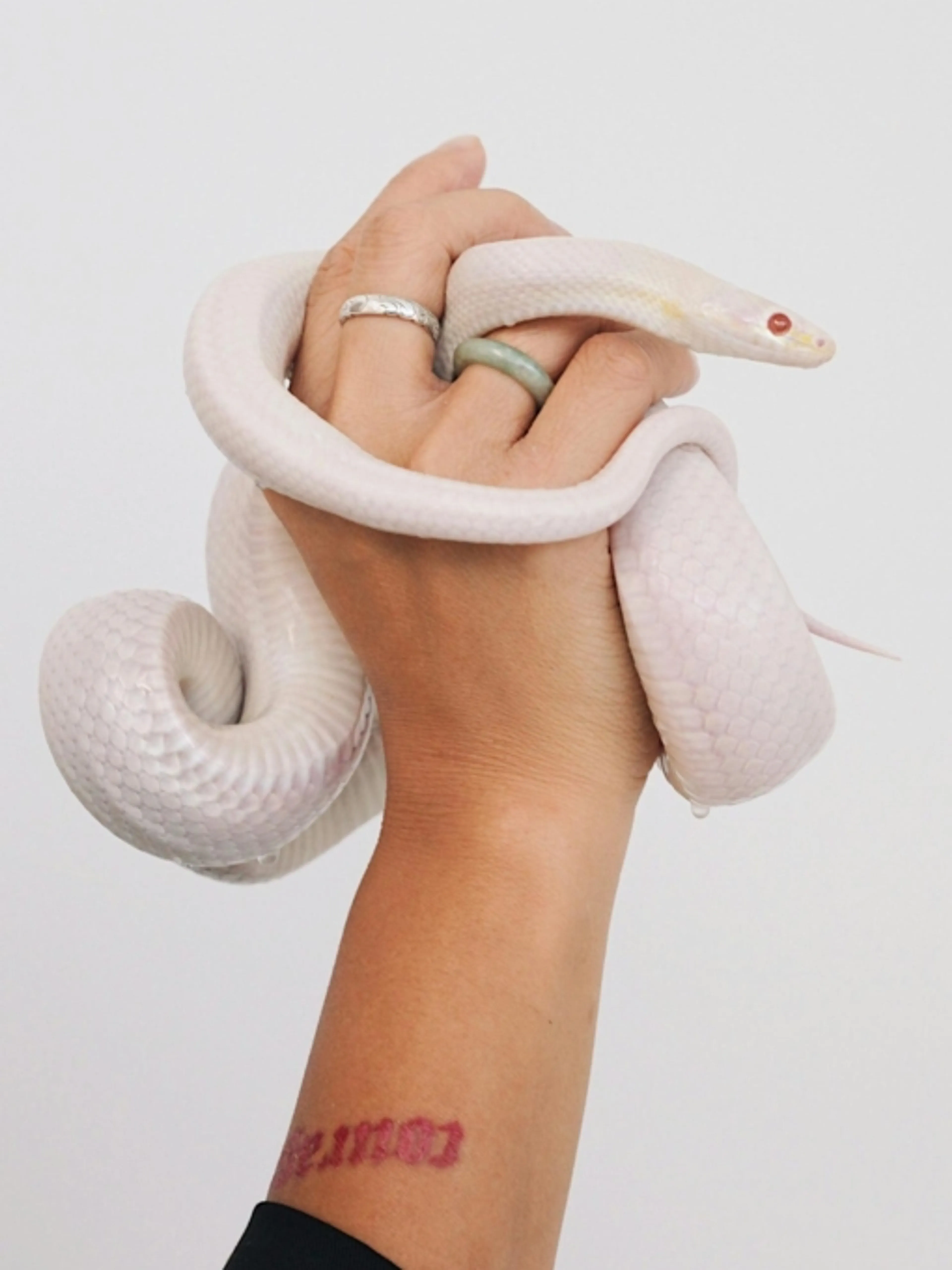 Image de présentation pour l'offre Détenir un serpent venimeux : lois, responsabilités et sécurité 🐍 par Inf.faune