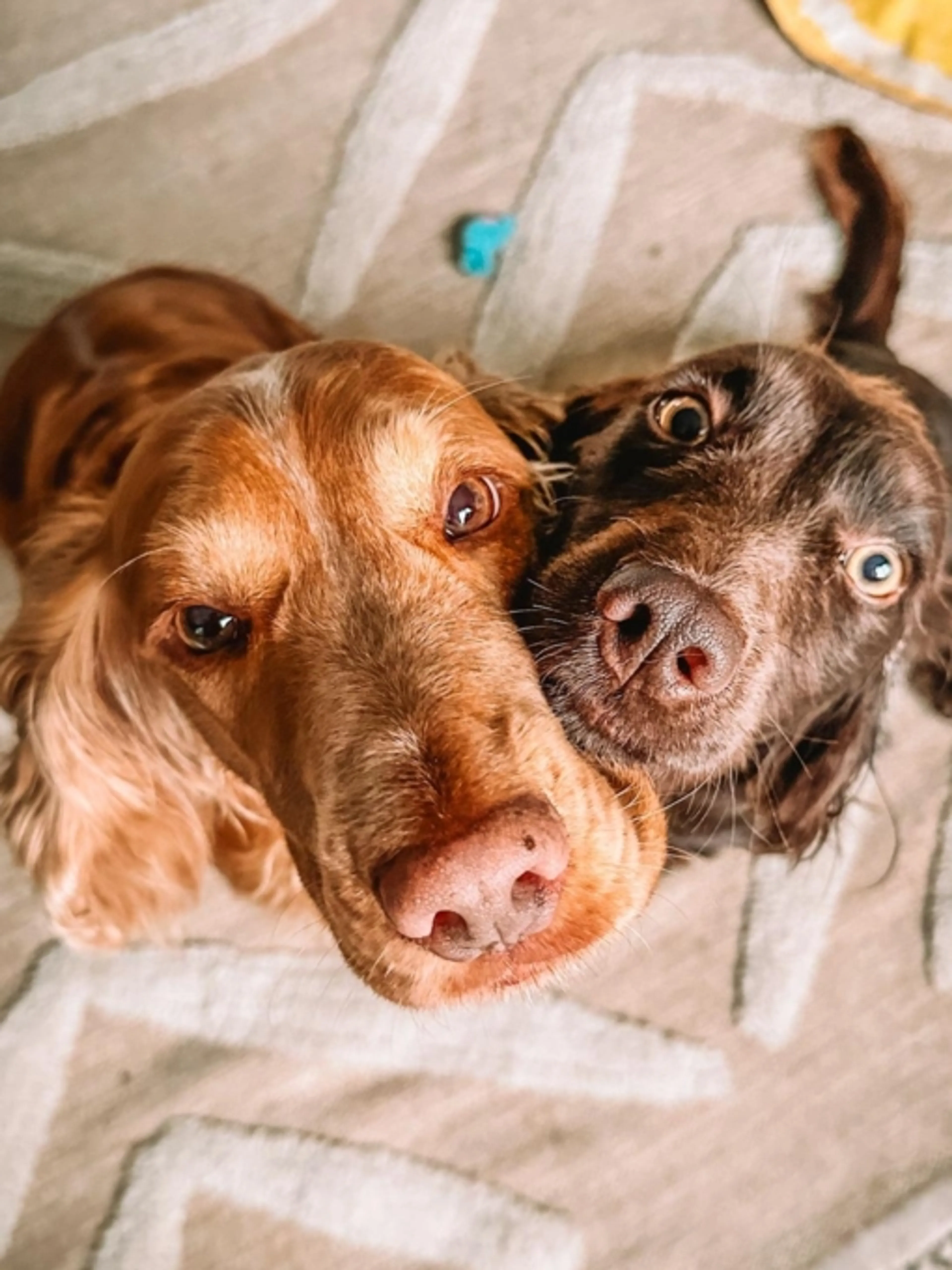 Image de présentation pour l'offre Rendre son chien heureux 🐶 par Laura