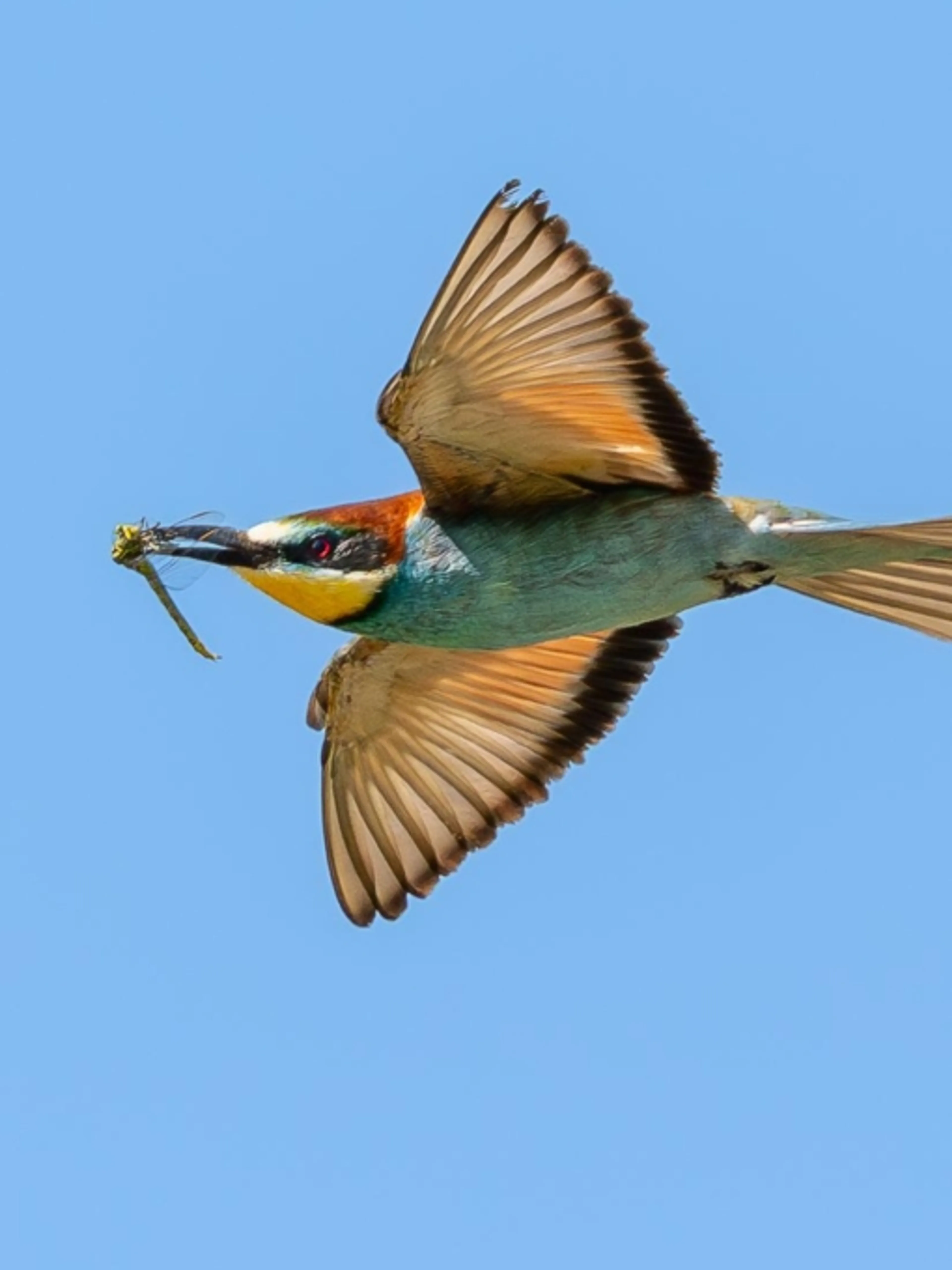 Image de présentation pour l'offre Maîtriser la Photographie de Faune Sauvage : Techniques, Réglages & Éthique par JP