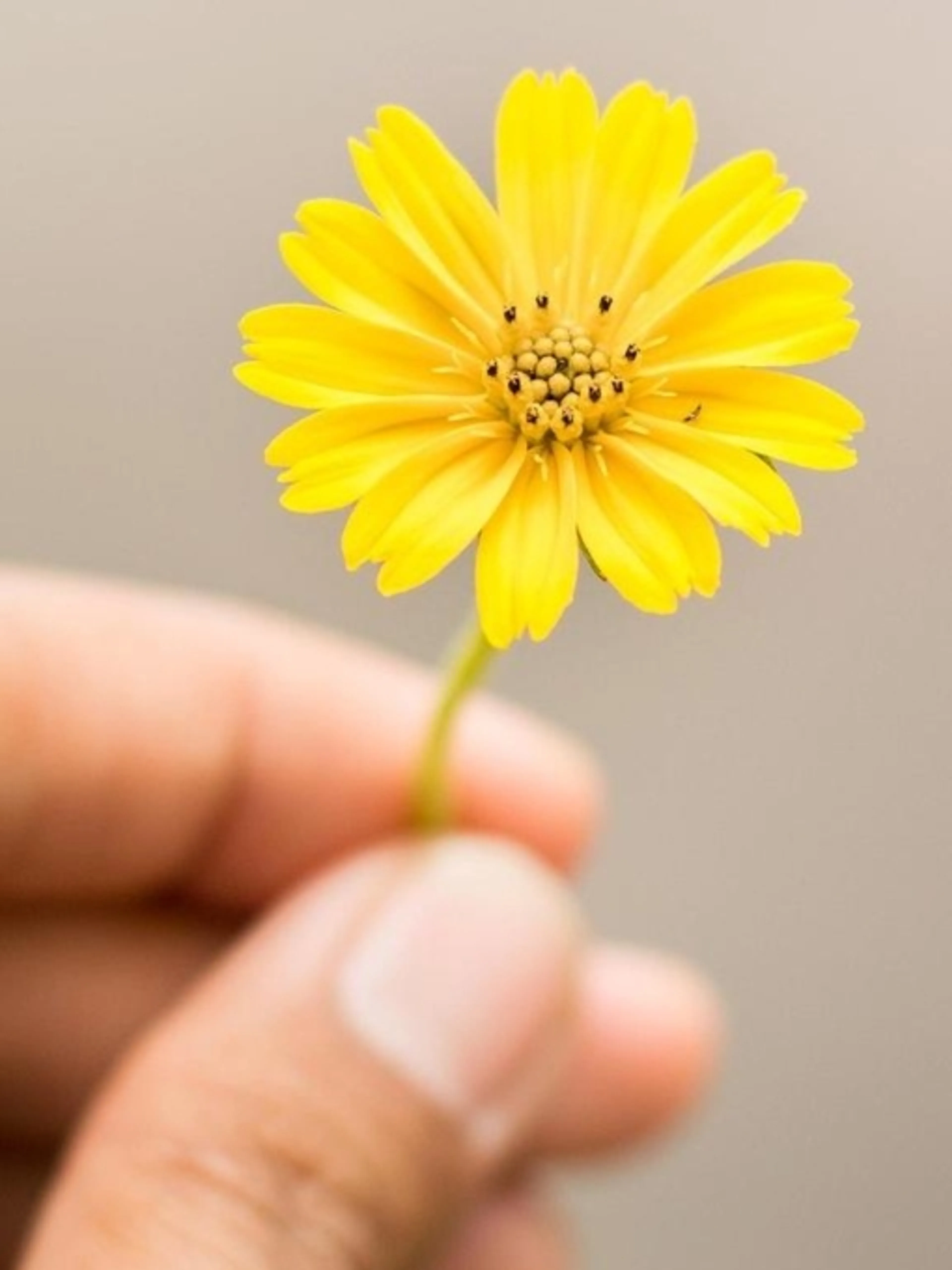 Image de présentation pour l'offre Reconstruire et avancer: Coaching post-cancer pour une nouvelle vie par Cikkatriss