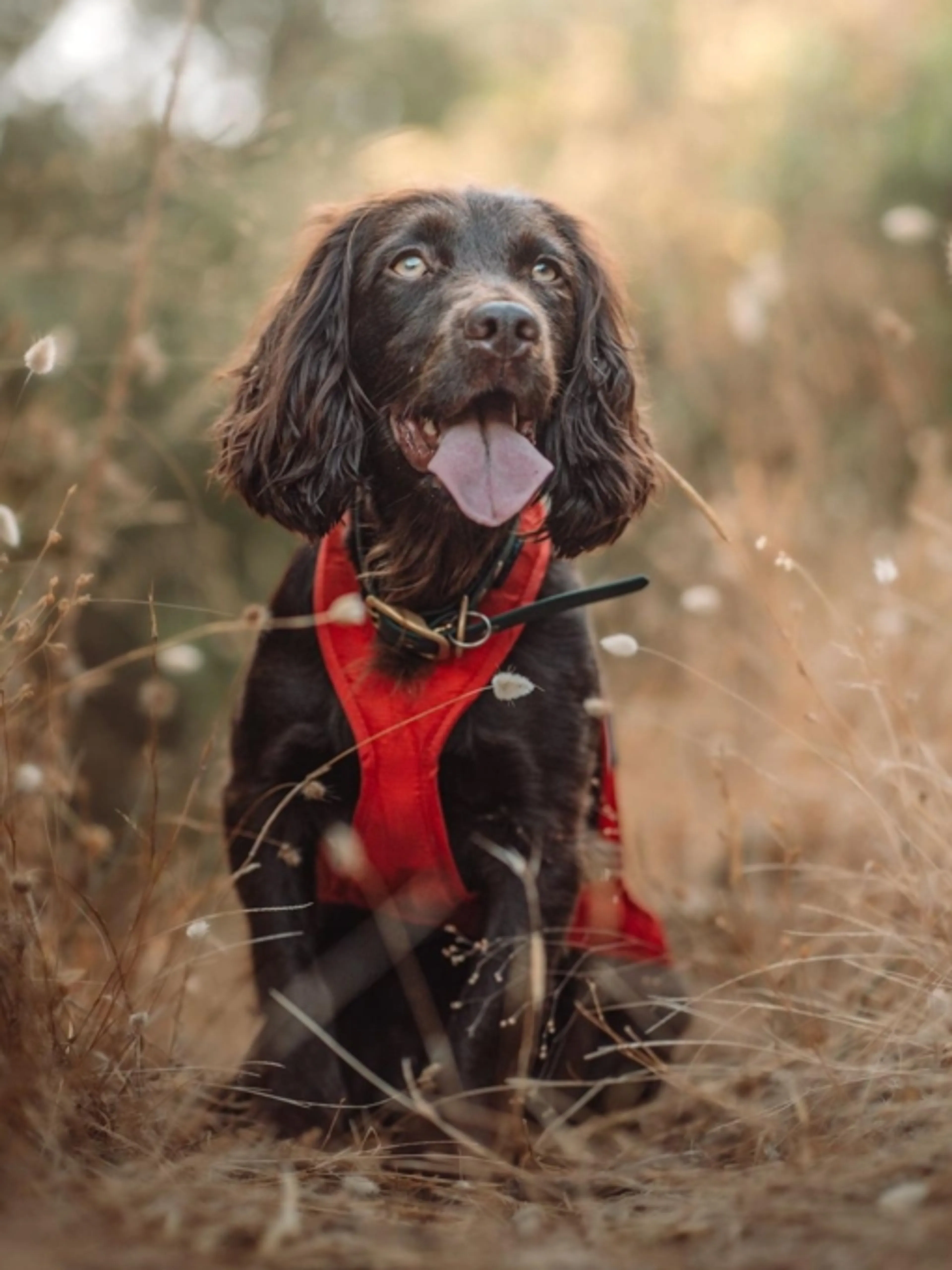 Image de présentation pour l'offre Rendre son chien heureux 🐶 par Laura