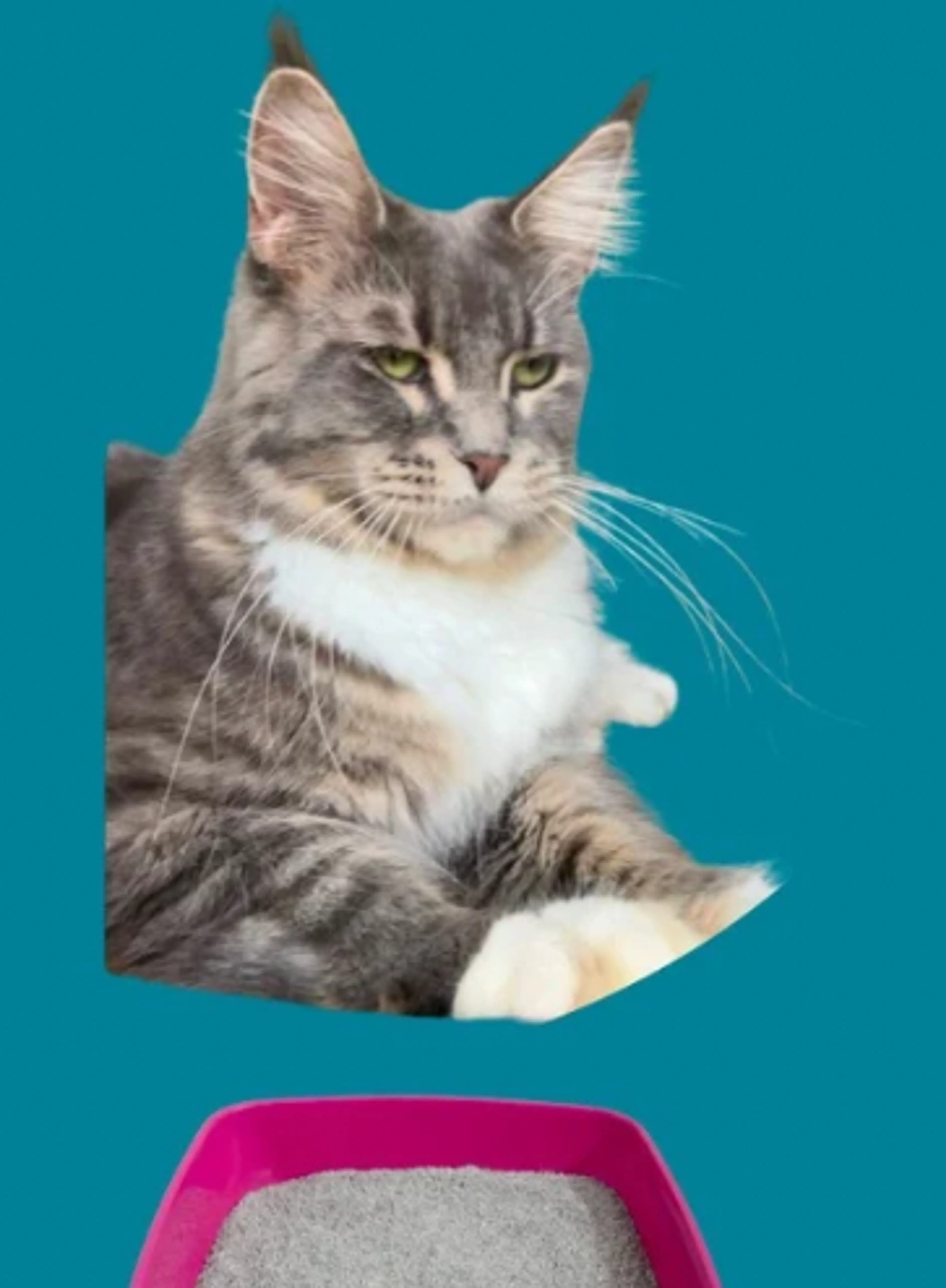 Image de présentation pour l'offre 🐱MASTERCLASS COMPORTEMENT CHAT 
DITES ADIEU AUX ÉLIMINATIONS HORS BAC À LITIÈRE par CANIFELINK