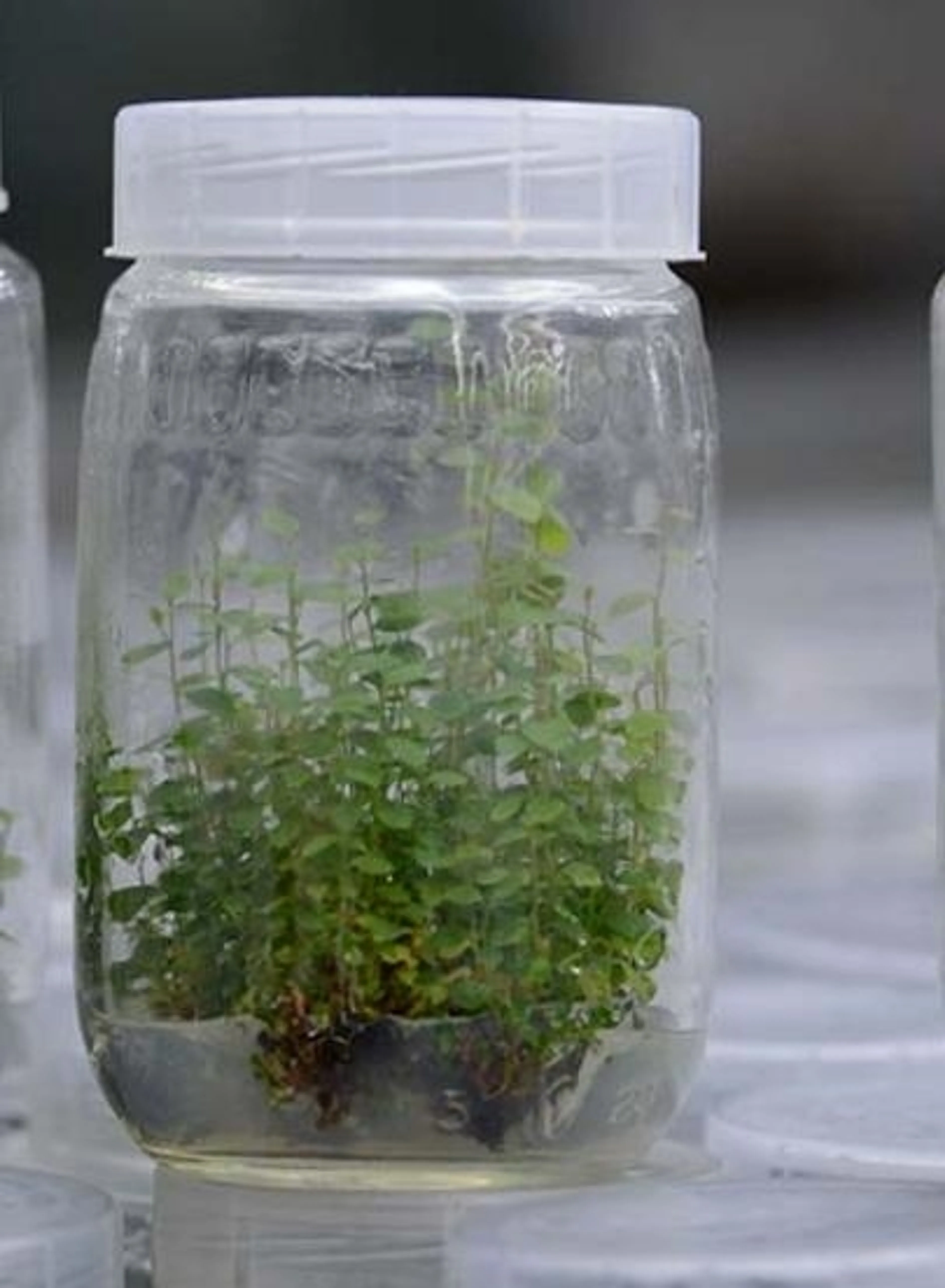 Image de présentation pour l'offre Cours personnalisés sur la culture in vitro, productions de plante de votre choix a grandes échelle. Biotechnologie  par Gregory
