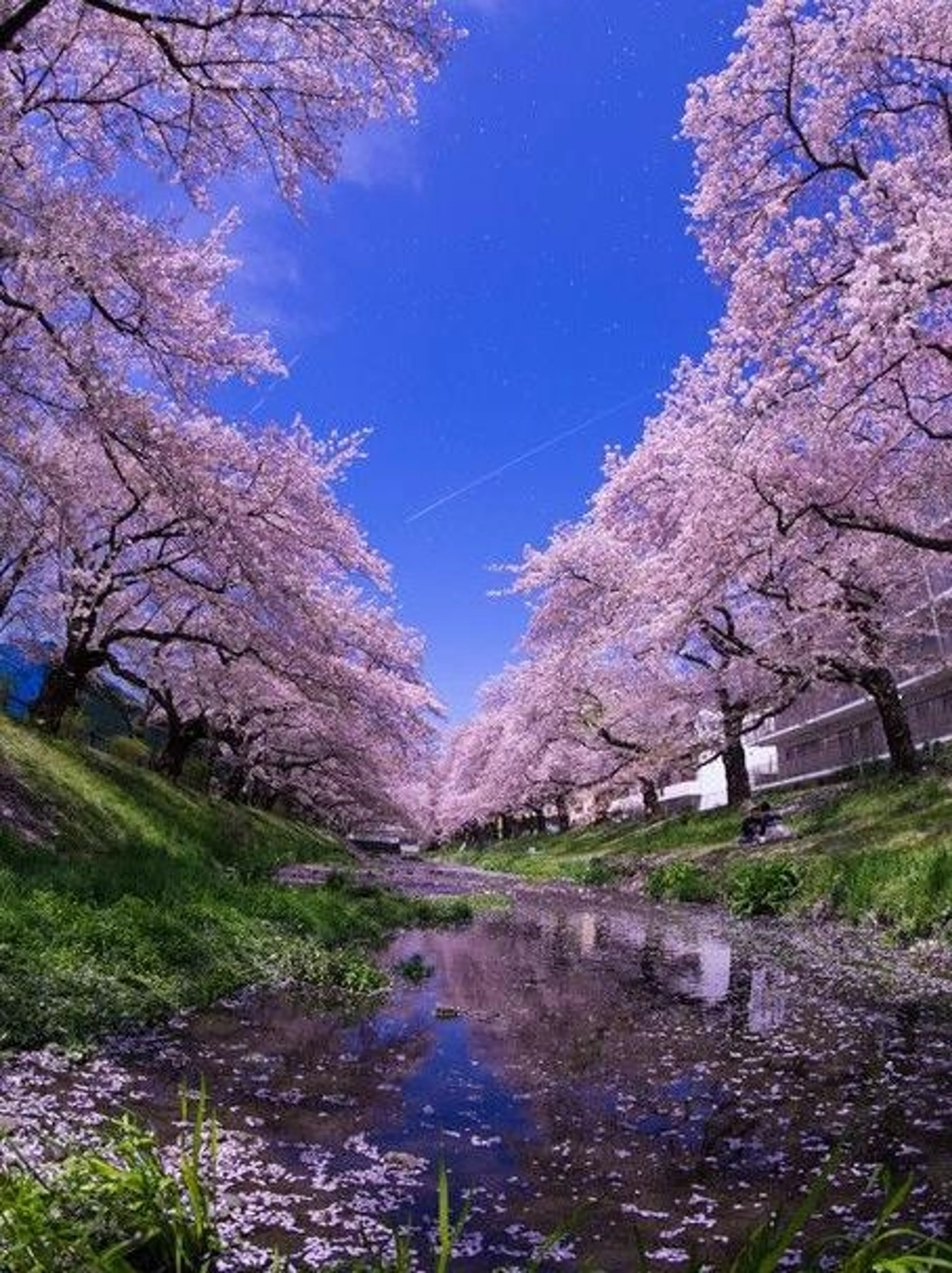 Image de présentation pour l'offre Explorez le Japon avec Miki : Cours en visio pour une immersion culturelle unique ! par Miki