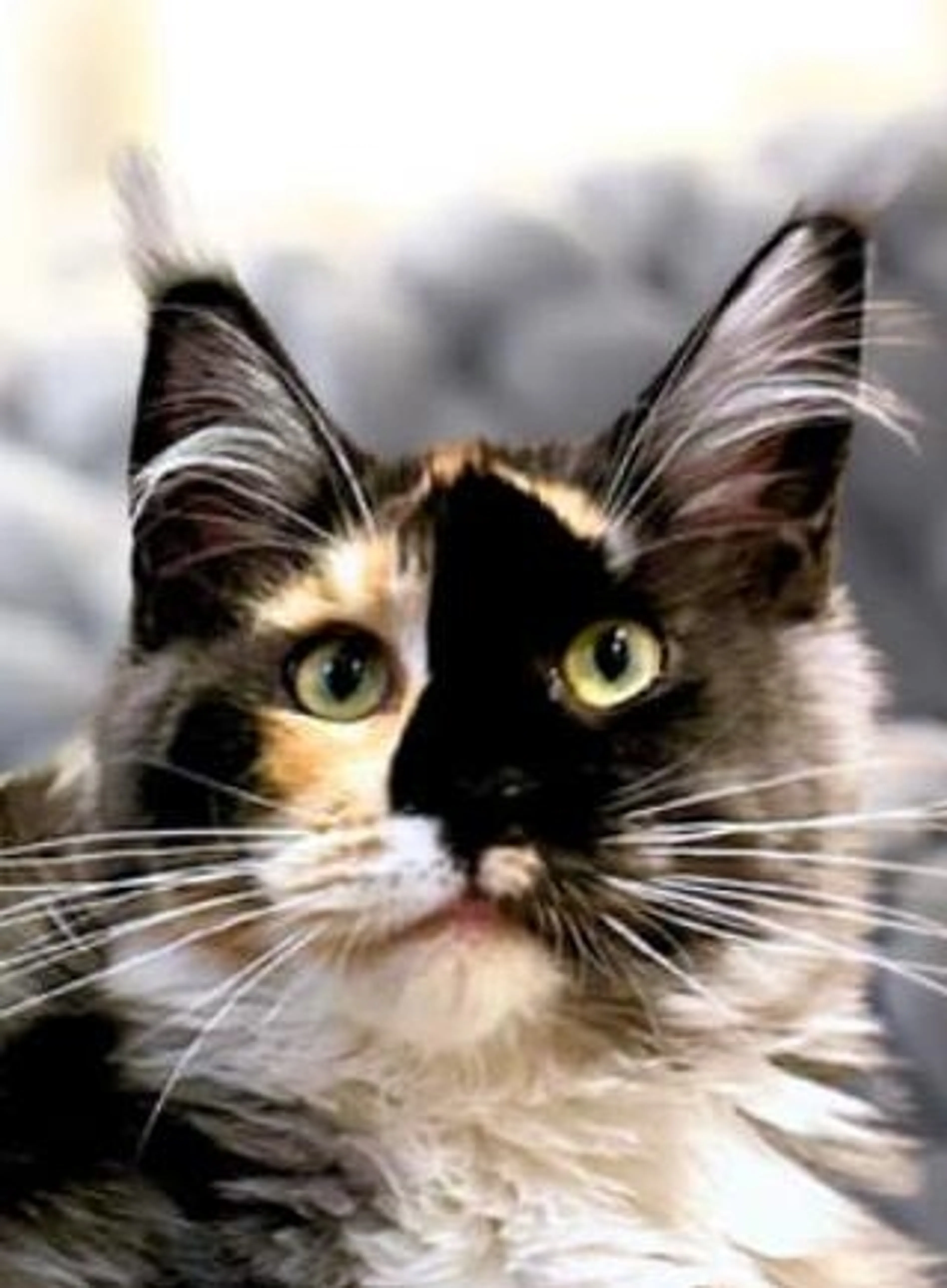 Image de présentation pour l'offre Harmoniser la vie en commun de vos chats : Masterclass pour propriétaires félinophiles par CANIFELINK
