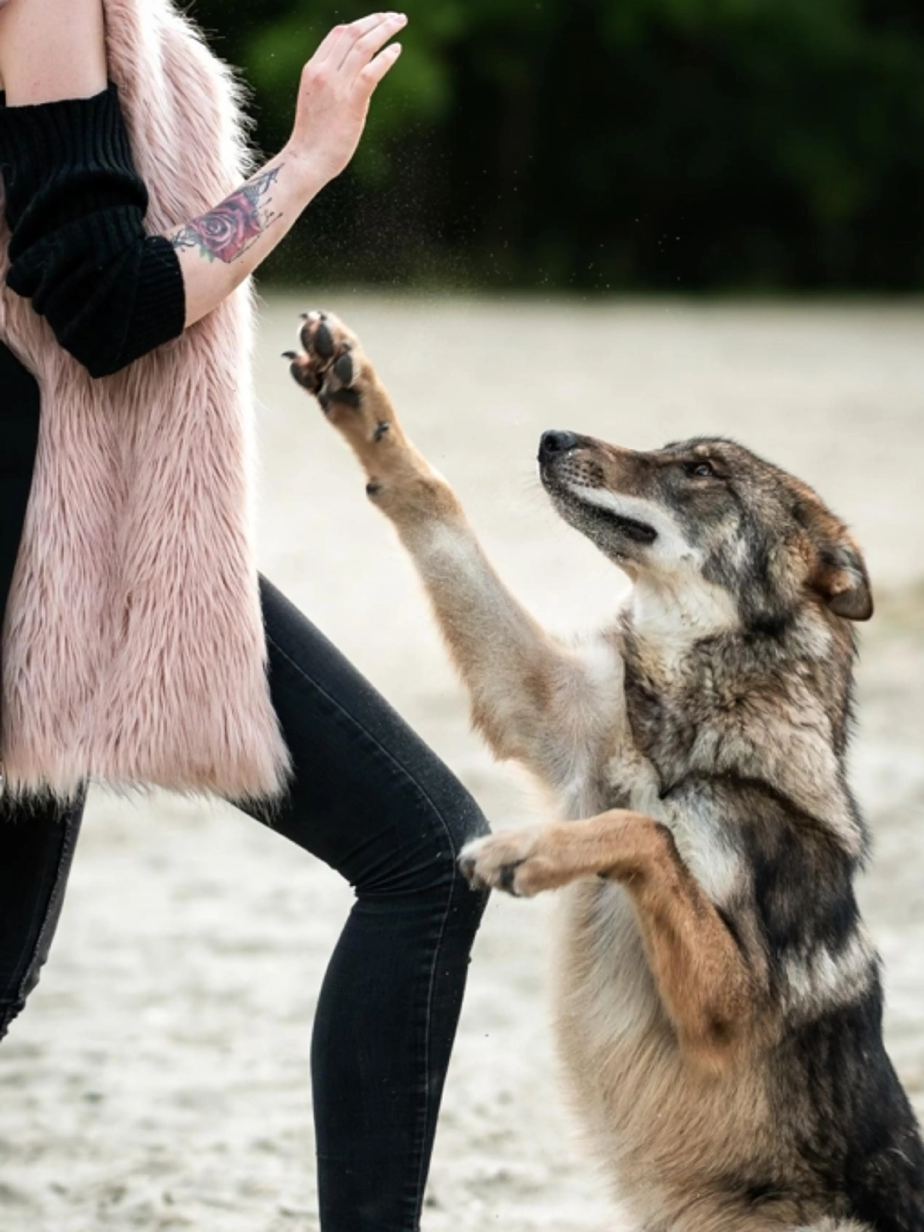 Image de présentation pour l'offre Devenez un expert dans le dressage et le bien-être de votre chien ! par Mv_educanin