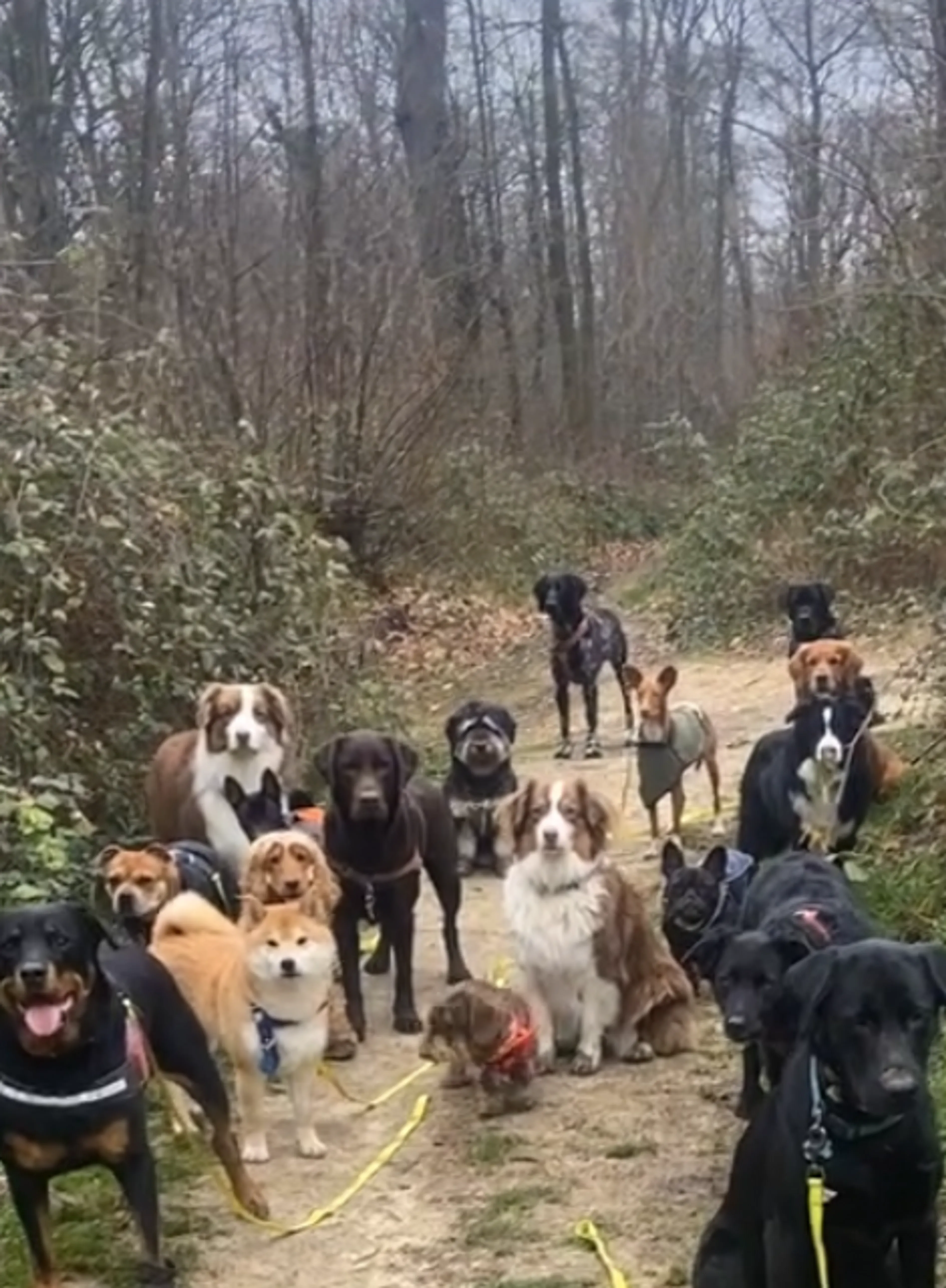 Image de présentation pour l'offre Comment devenir le promeneur de chiens pro de référence de votre ville? par Les chiens de Victor