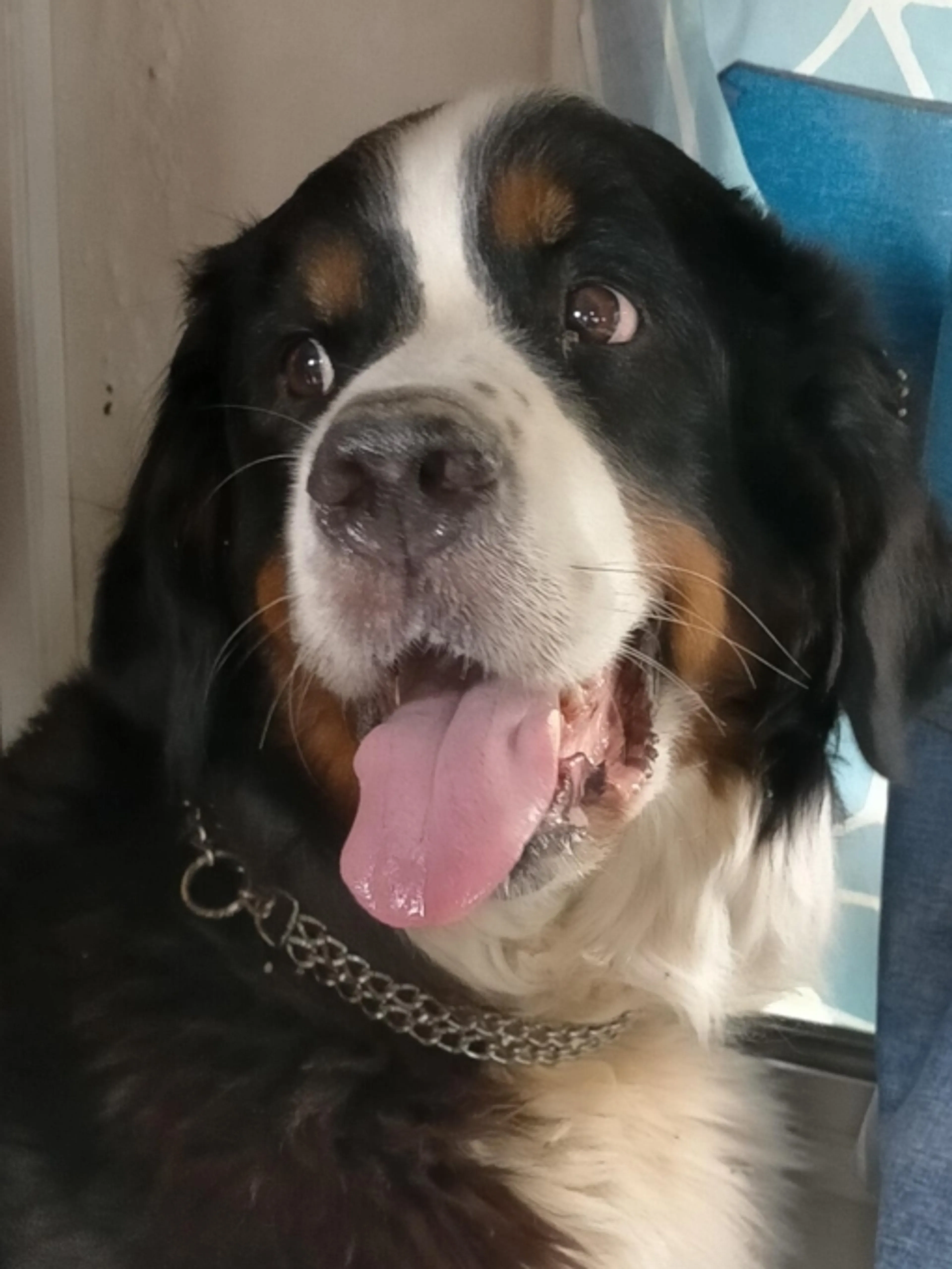 Créez une relation unique avec votre animal