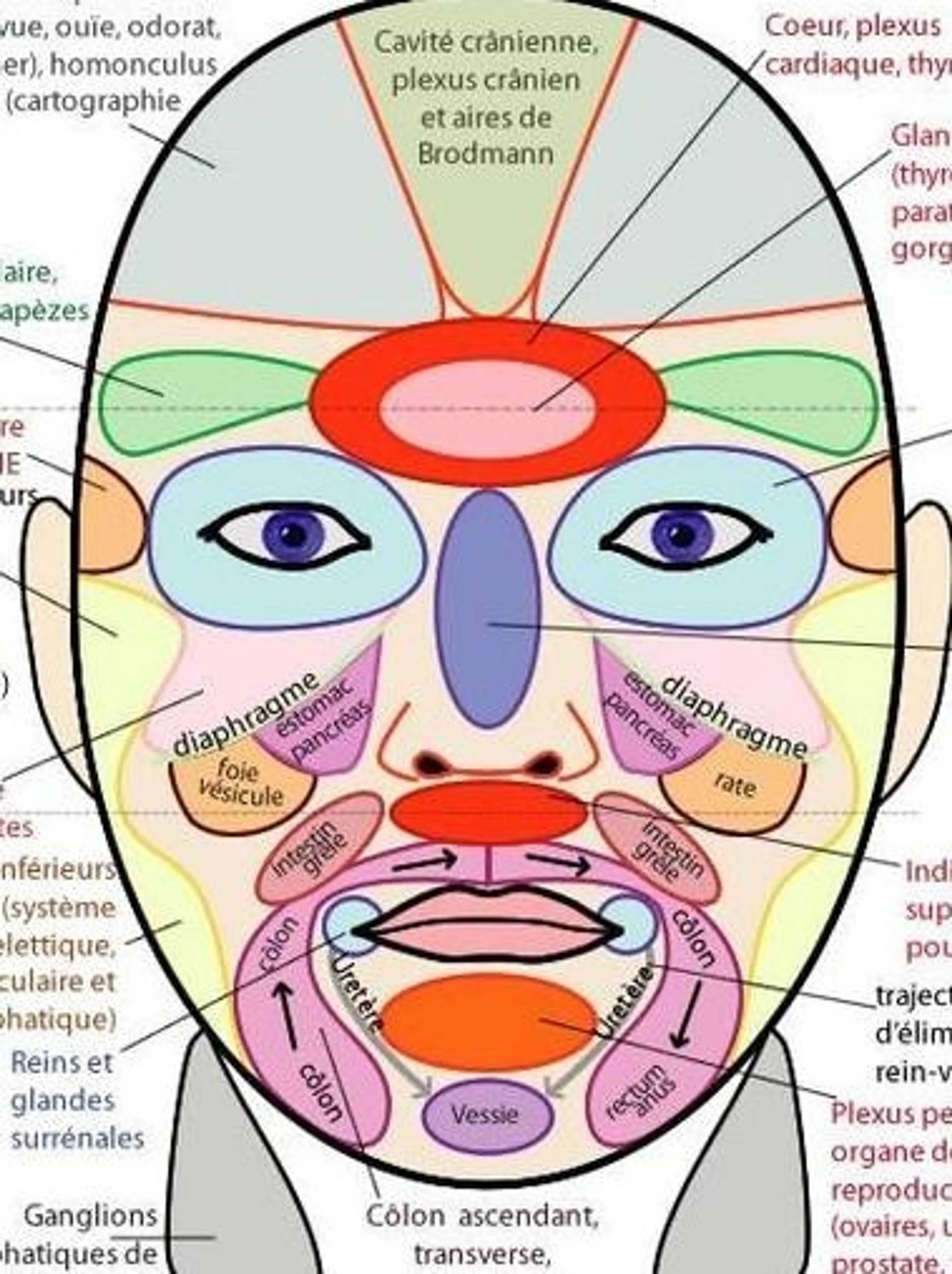 Image de présentation pour l'offre Auto-massage Réflexologique Facial par Maude