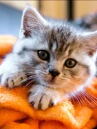 Test vous présente ses services sur la plateforme Wooskill.