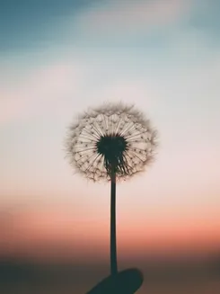 Image de présentation pour l'offre Programme complet  Résilience émotionnelle, gérer ses émotions et activer sa boussole émotionnelle, Coach certifiée par LLcoaching