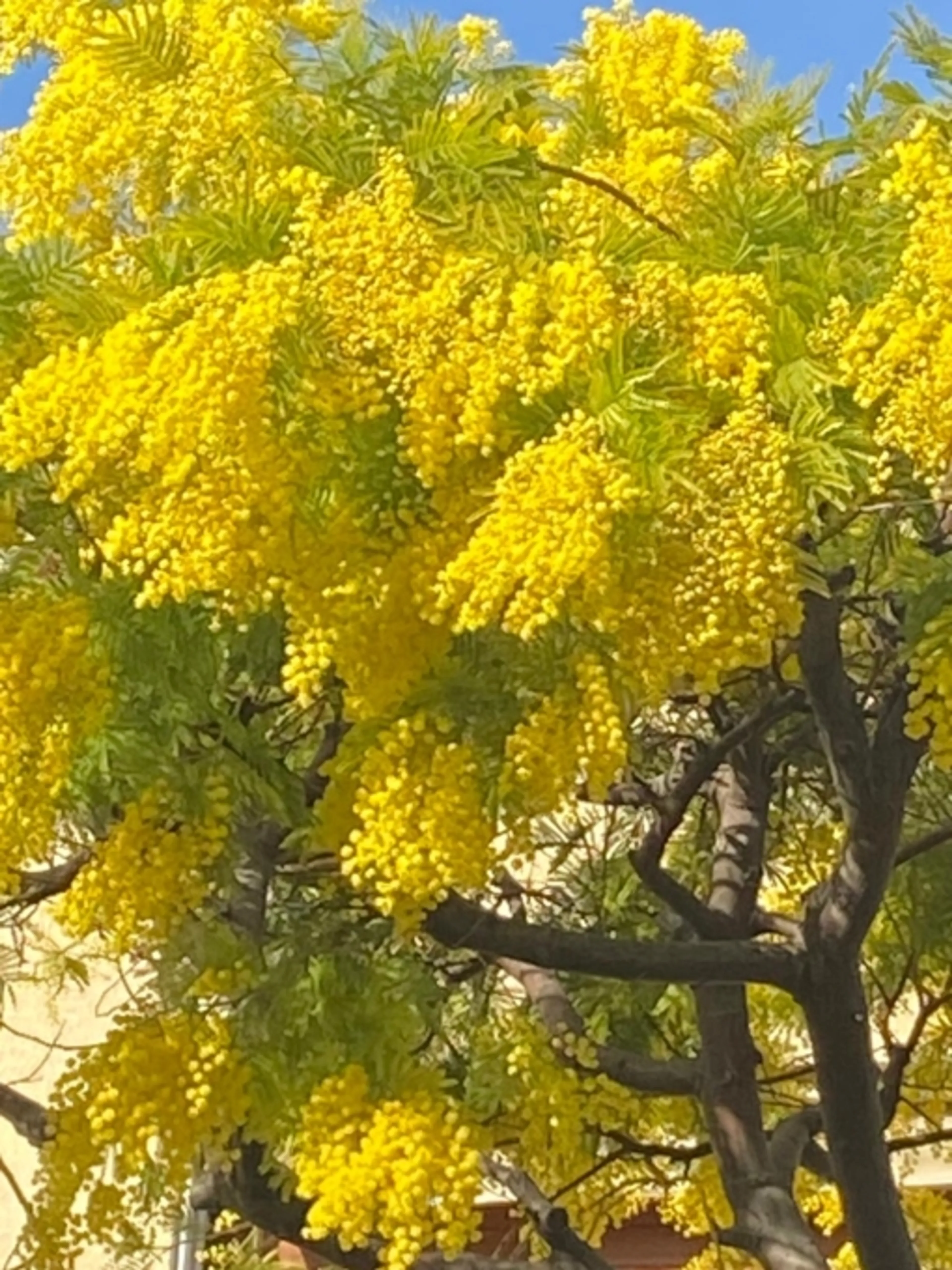 Image de présentation pour l'offre Sophrologie évasion - Zen et tranquille ! Lâcher prise, évasion et sommeil apaisé : cap sur la Provence dans la magie des mimosas ensoleillés par Victoria