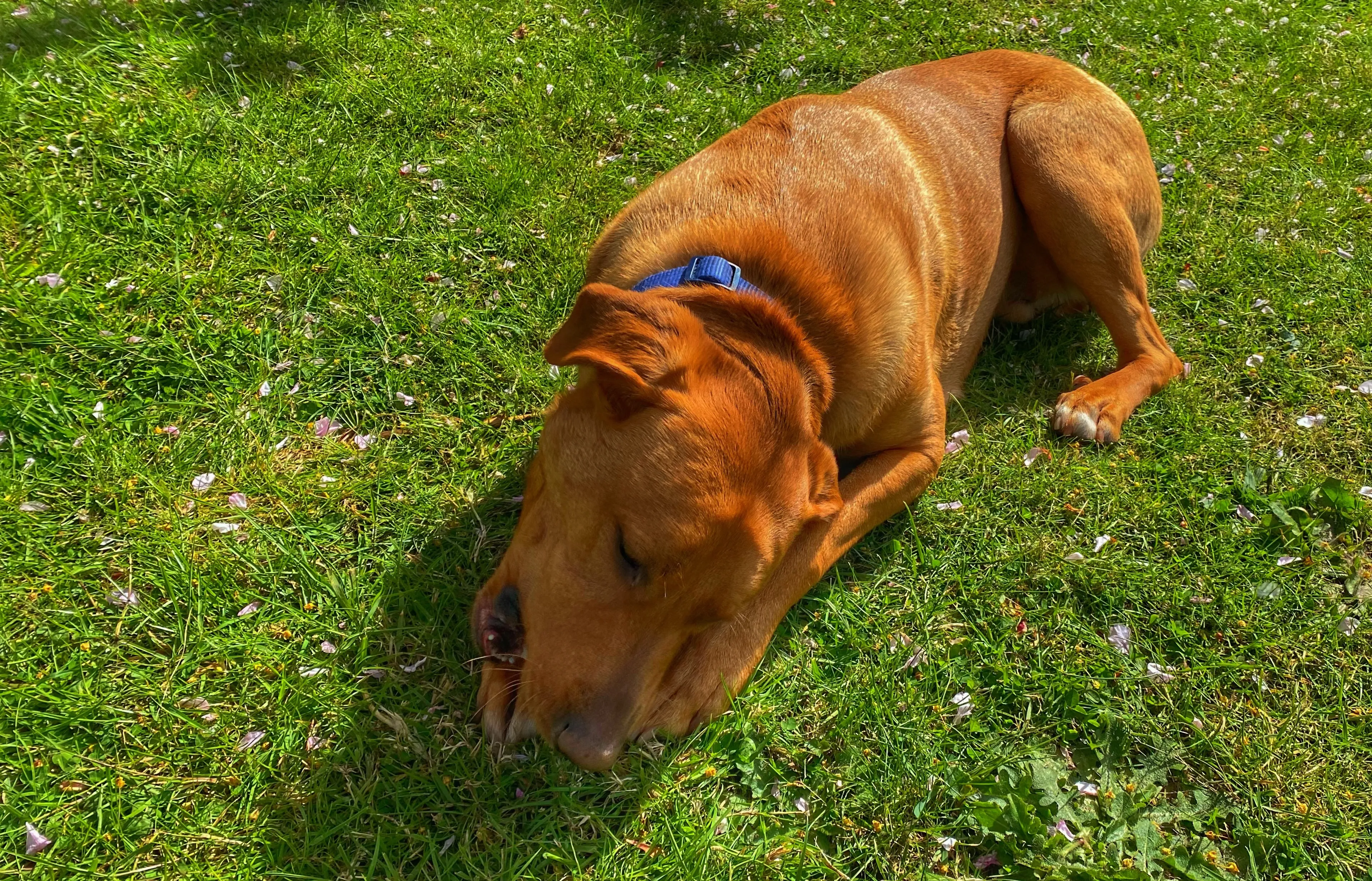 Conseils en nourriture pour chiots et chiens