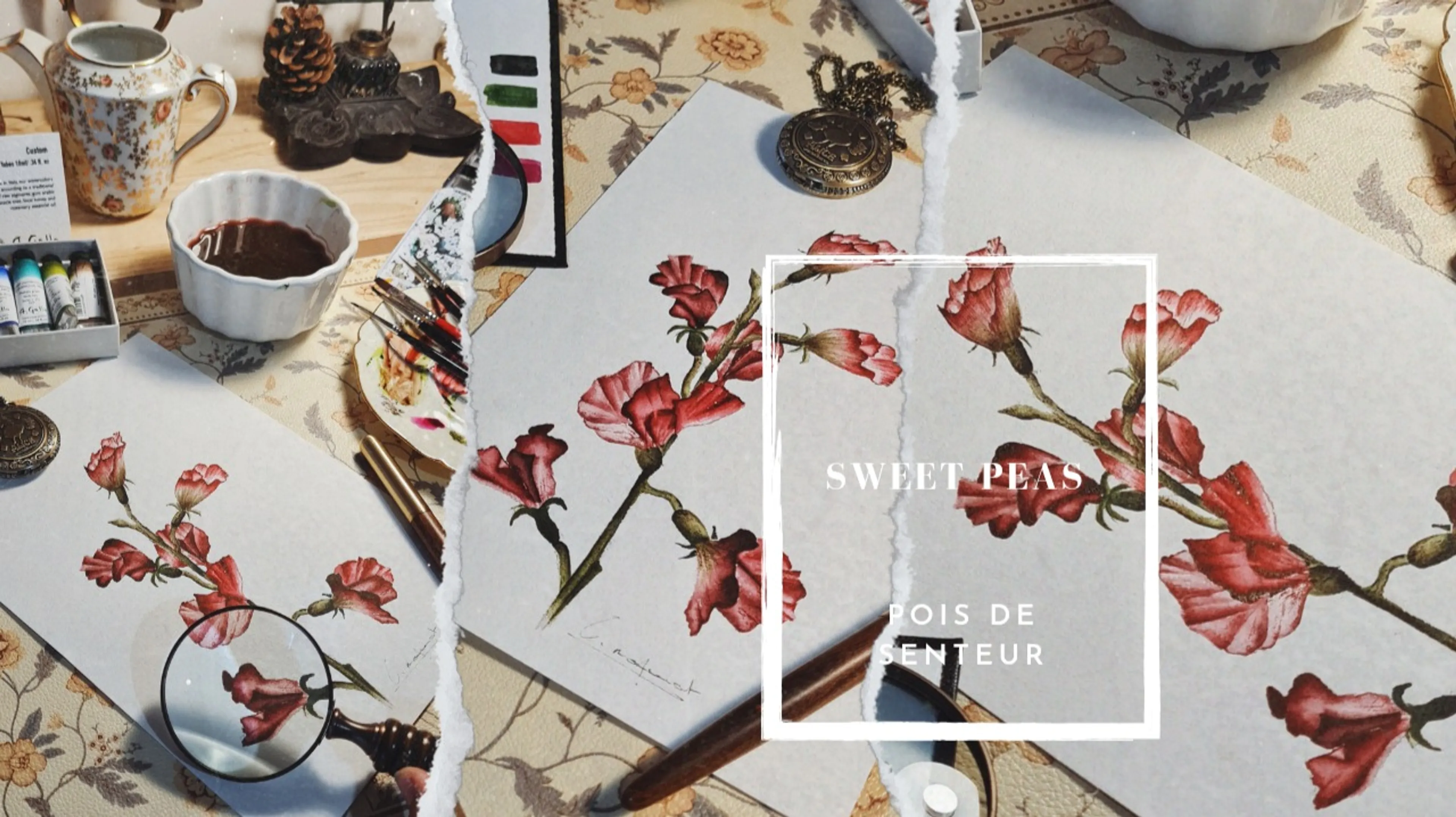 Fleur Pois de senteur, Sweet peas, réaliste à l'aquarelle pour tous les niveaux