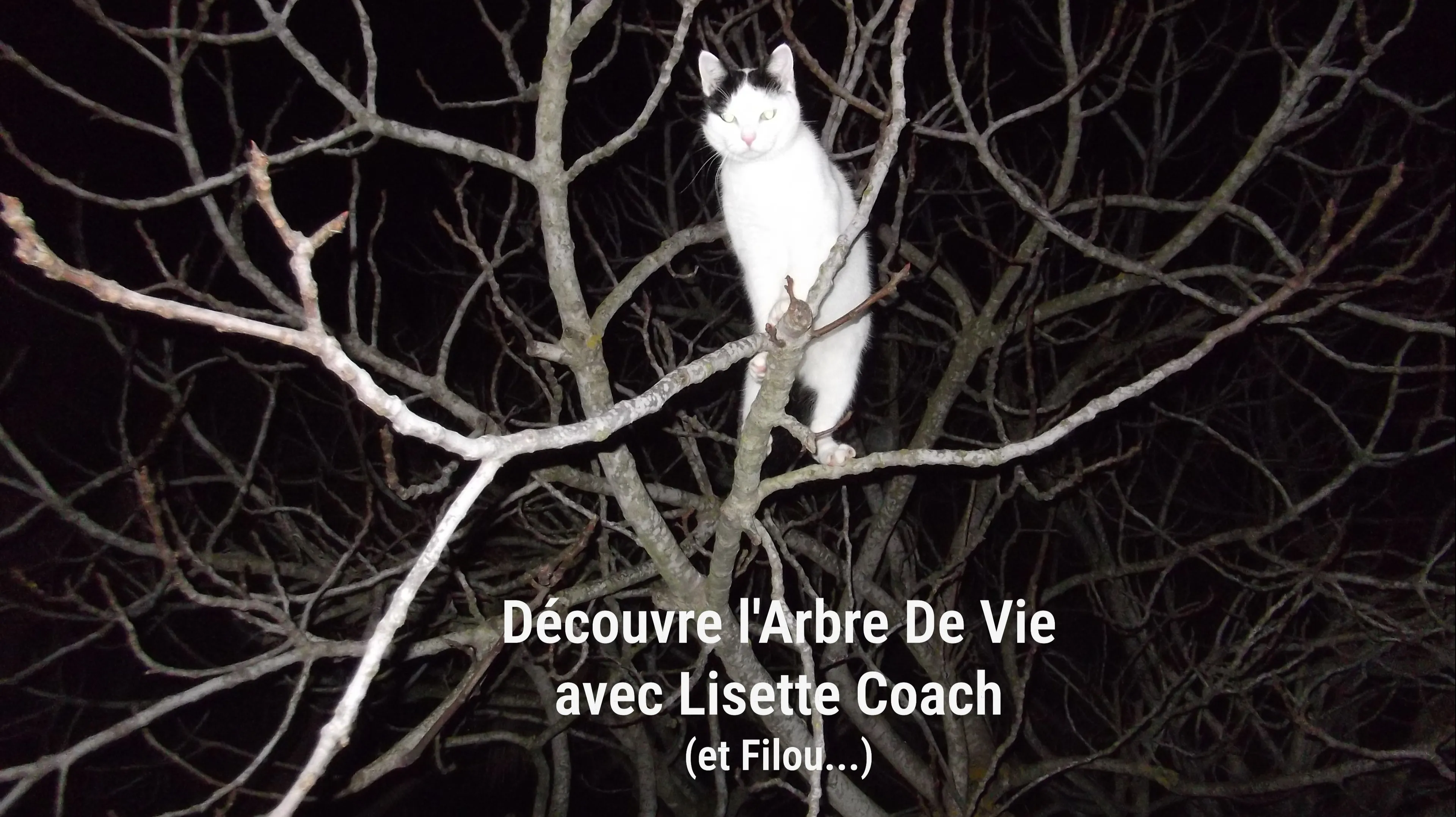 Découvrir L'Arbre De Vie, exercice de coaching puissant de connaissance de soi pour aller vers un mieux être